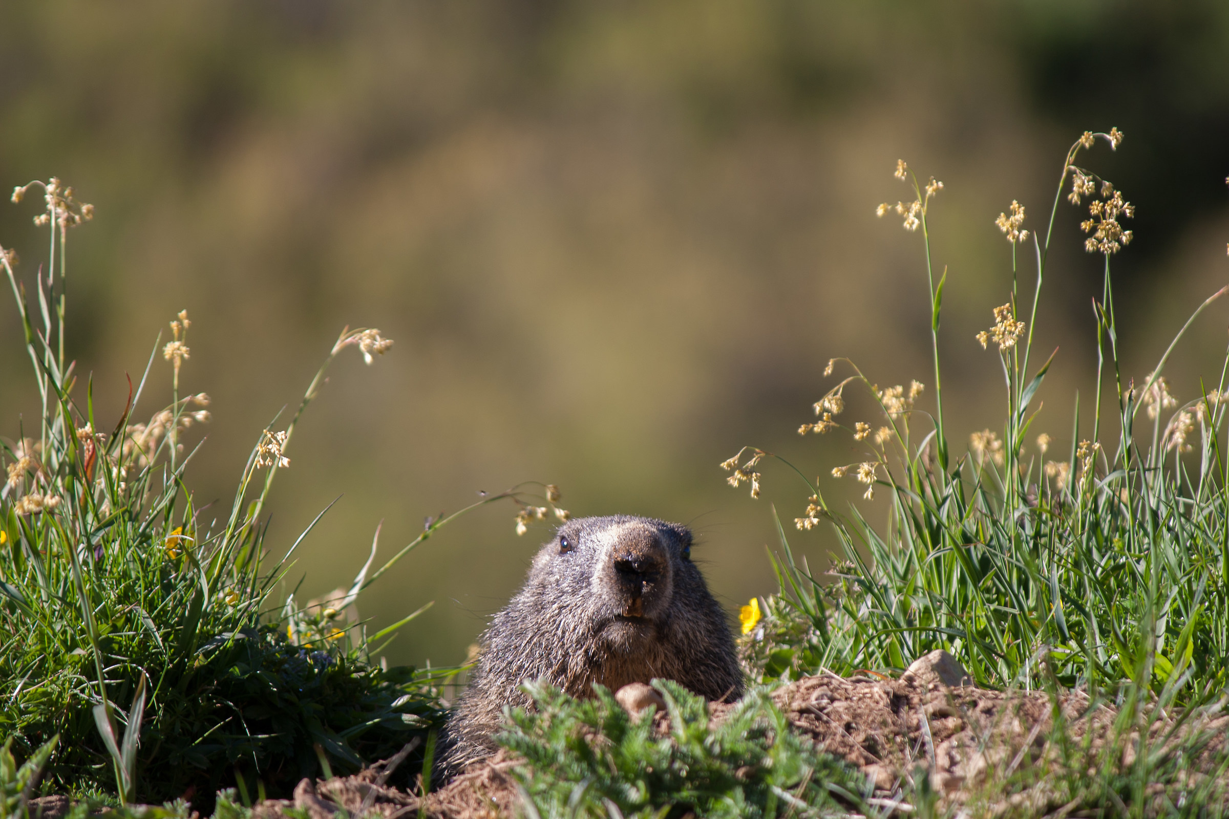 marmot very confident