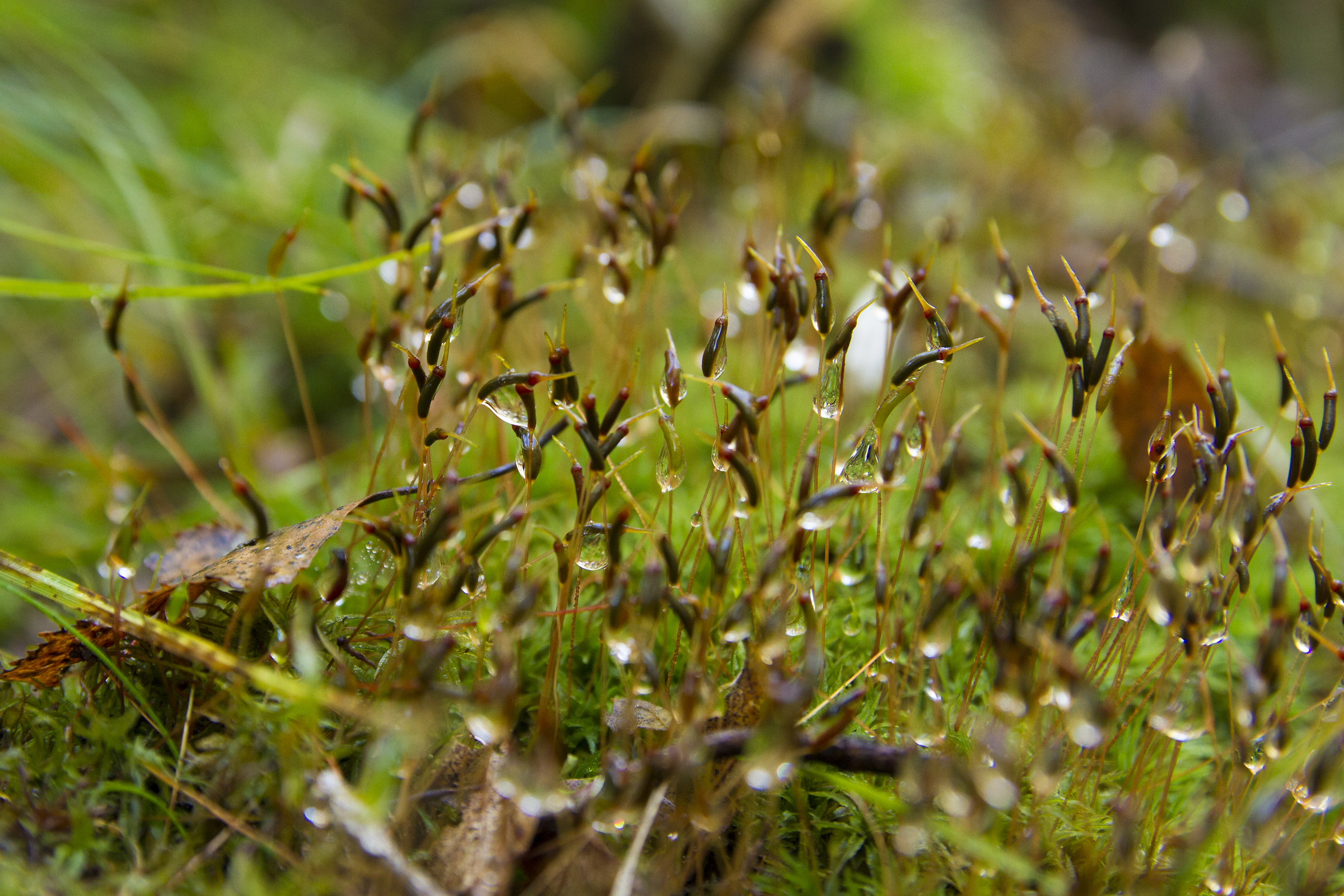 Moss with sporophytes