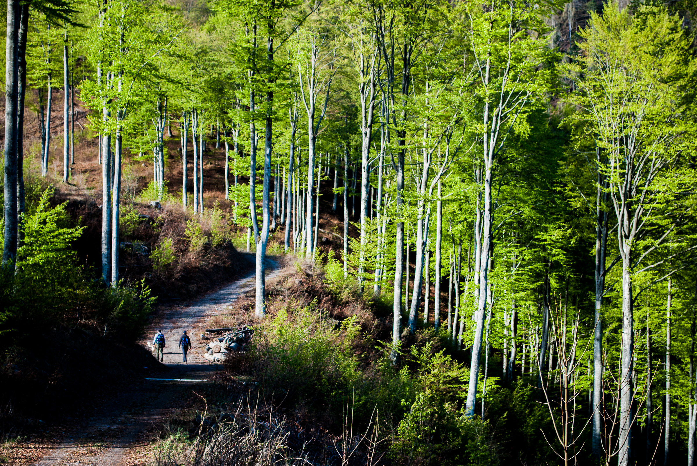 stratigrafie boscose