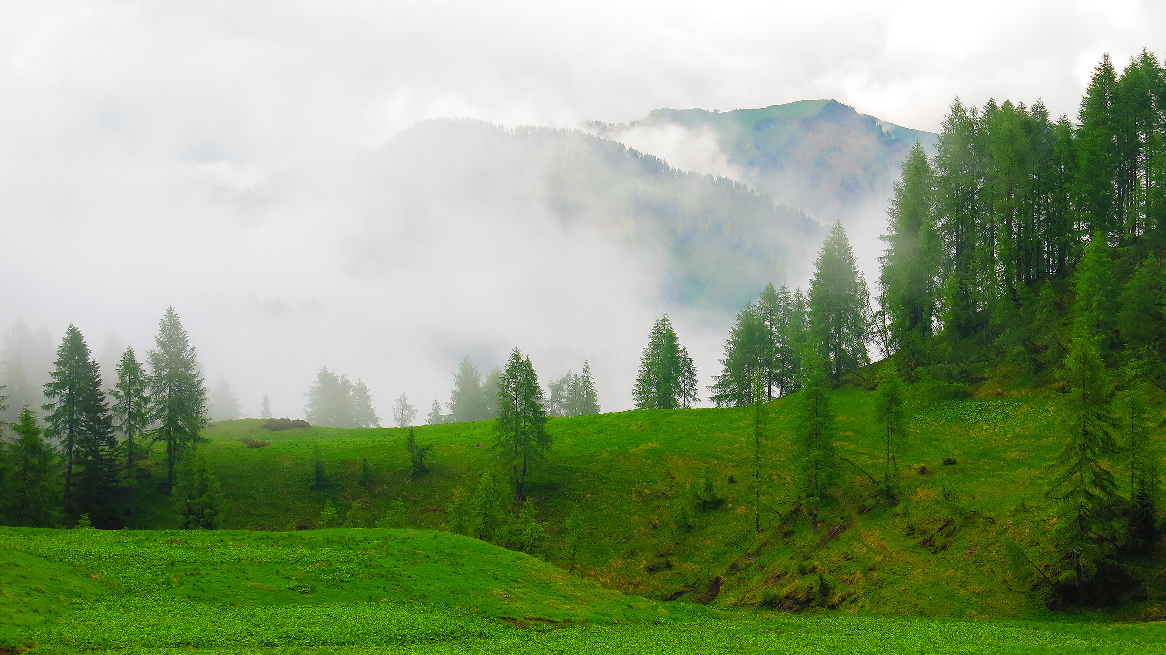 il respiro del bosco