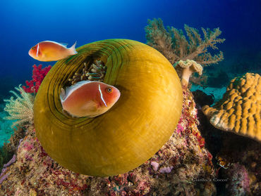 Amphiprion perideraion