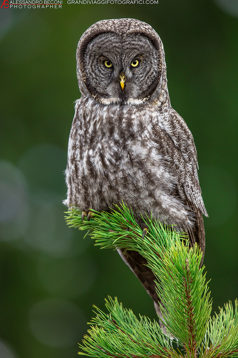 Great Gray Owl