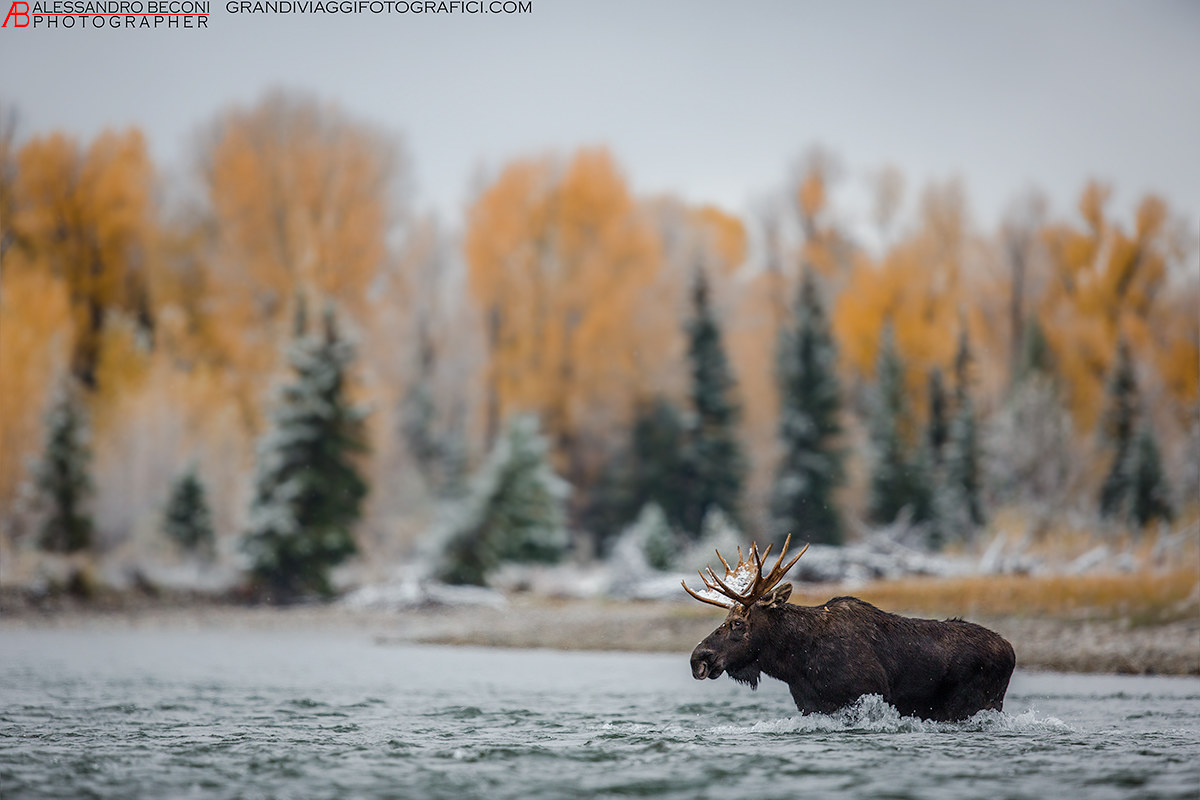 Moose in the snake river