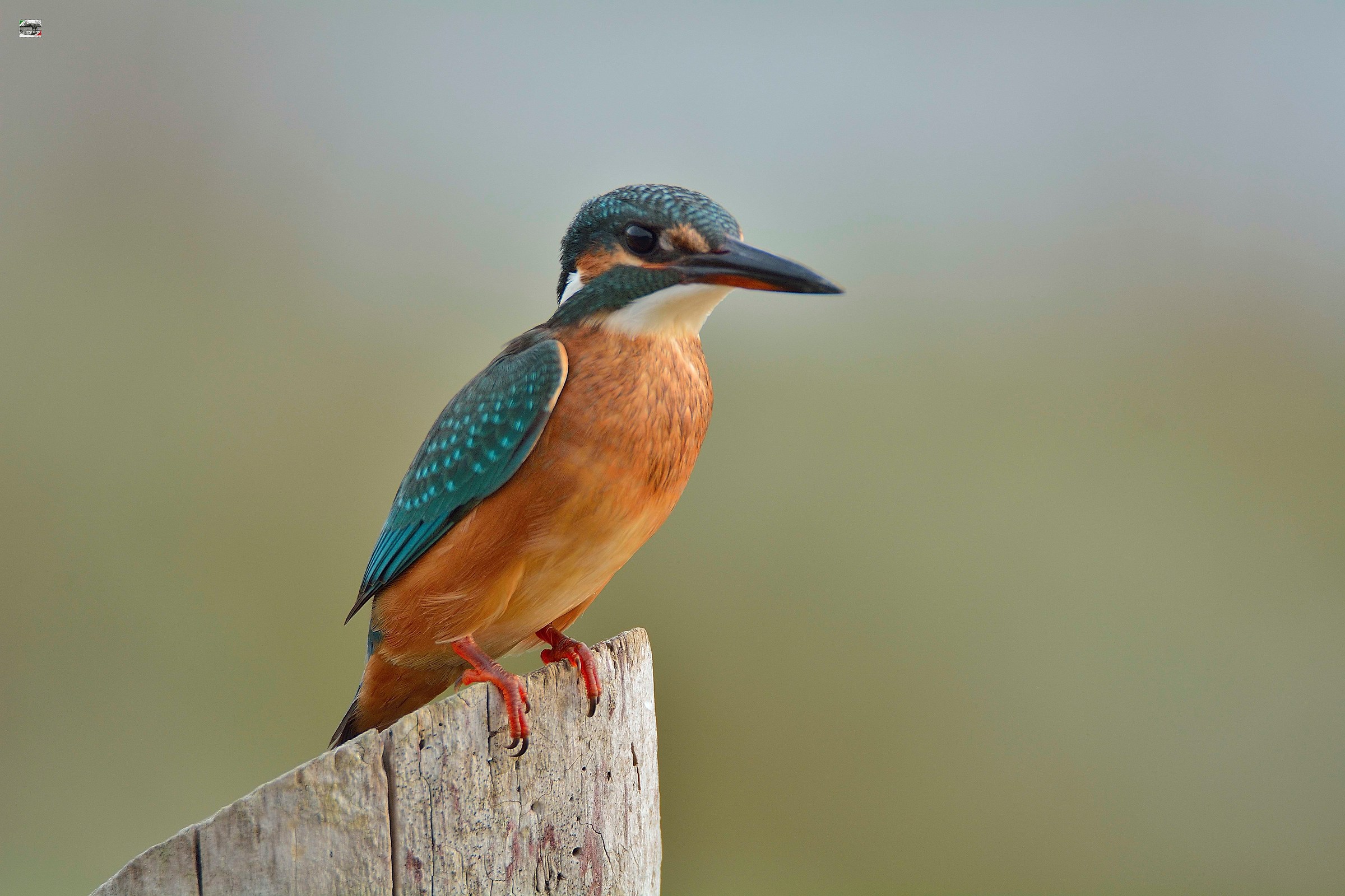 Kingfisher