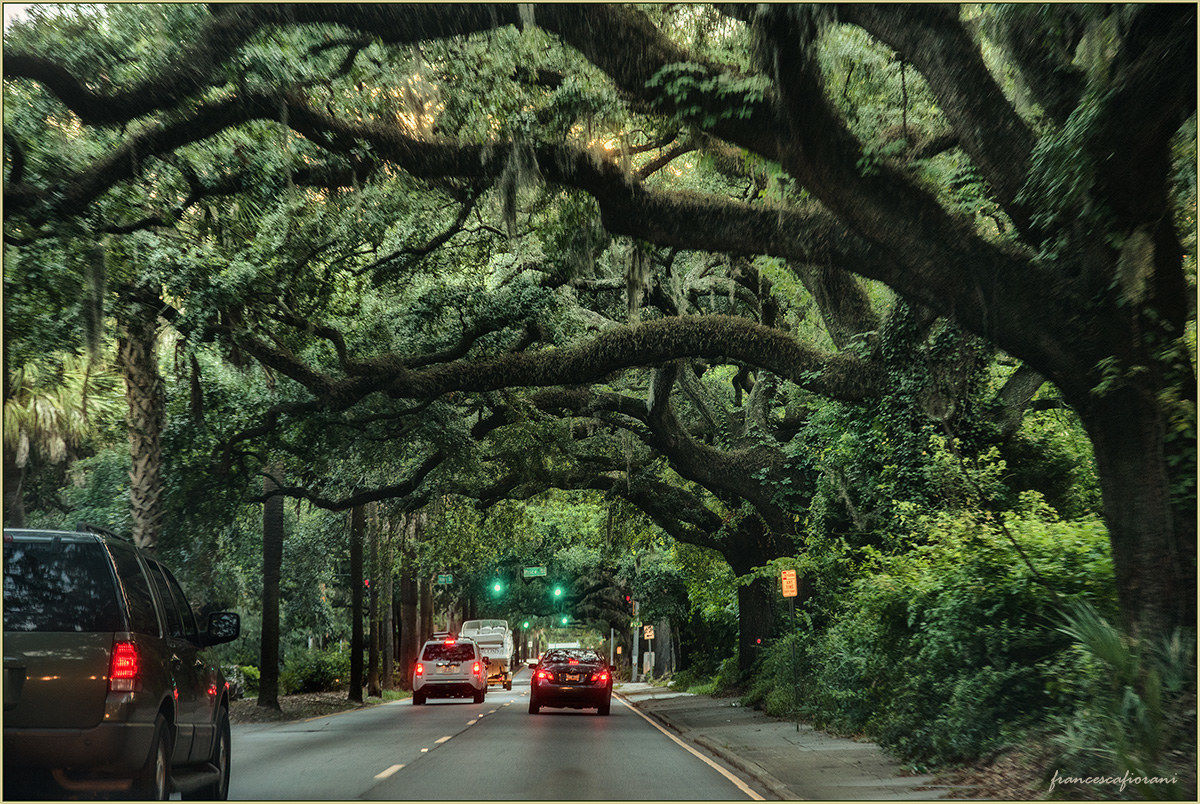 the avenue of the Deep South