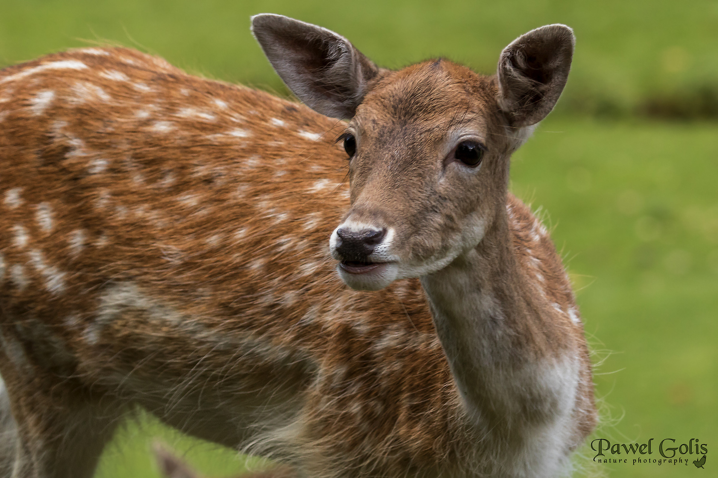 Fallow deer (Dama dama)