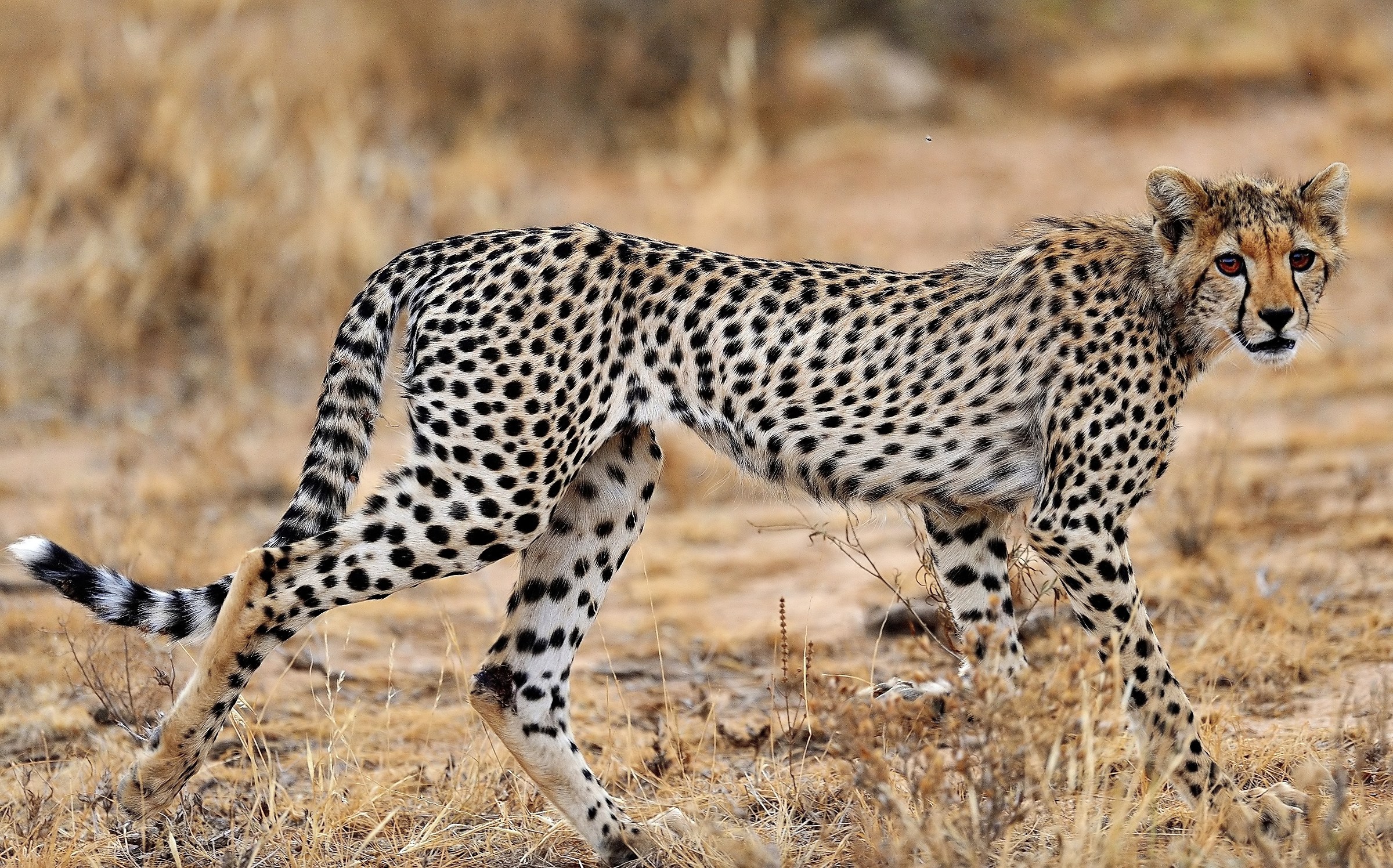 That fear ... where will mom ?!