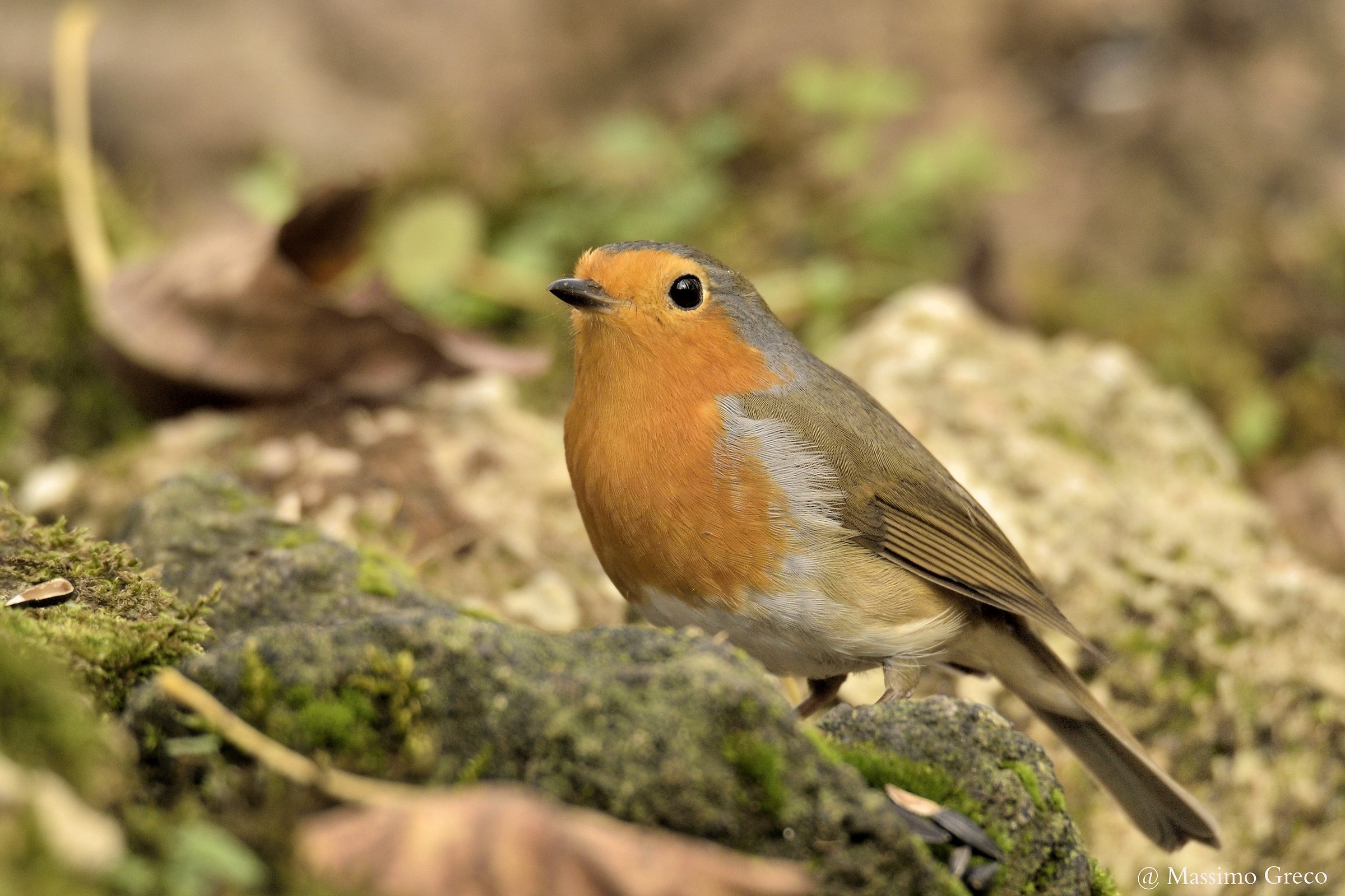 Pettirosso (Erithacus rubecola)