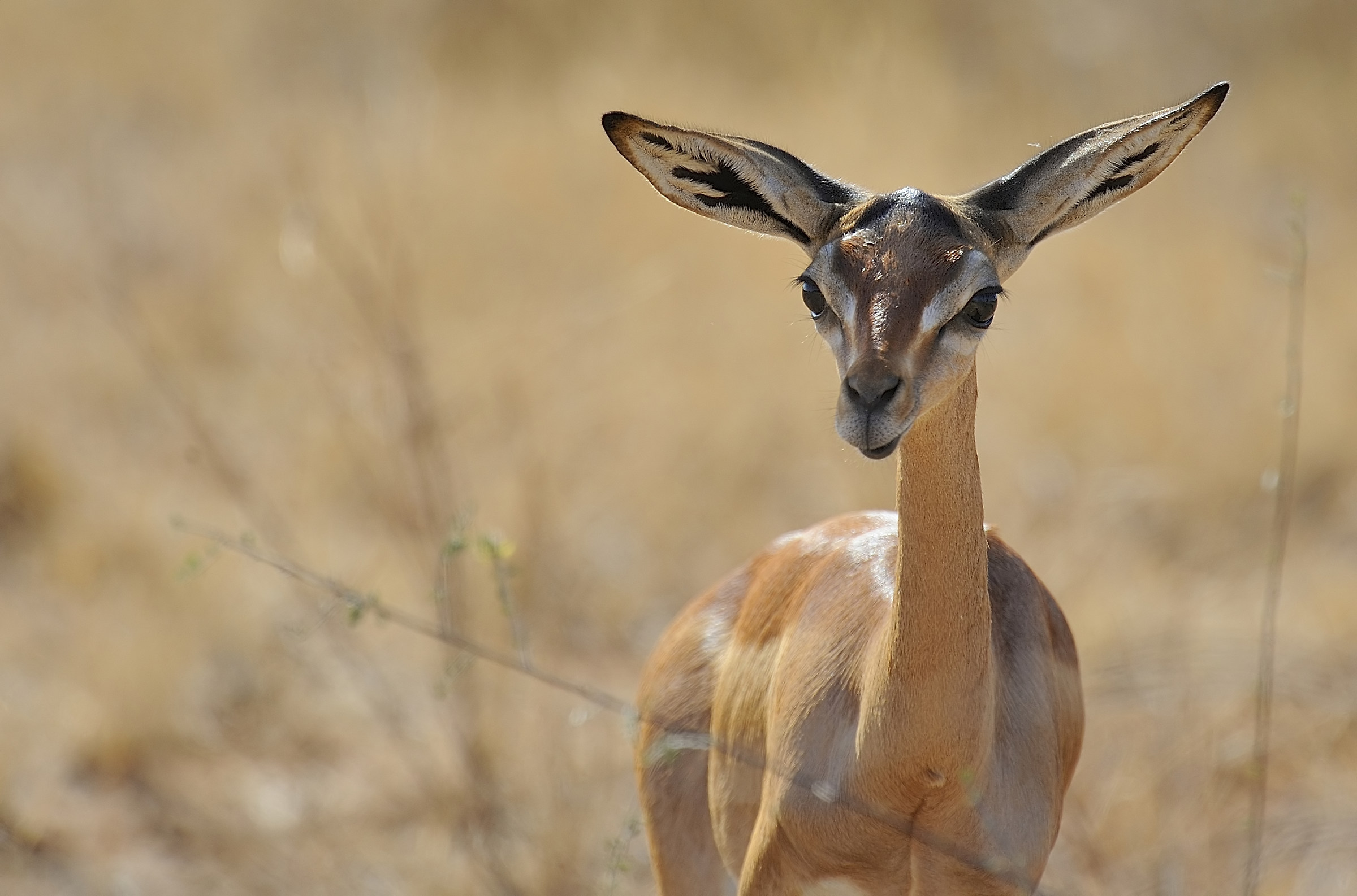 ... But long neck you have ....