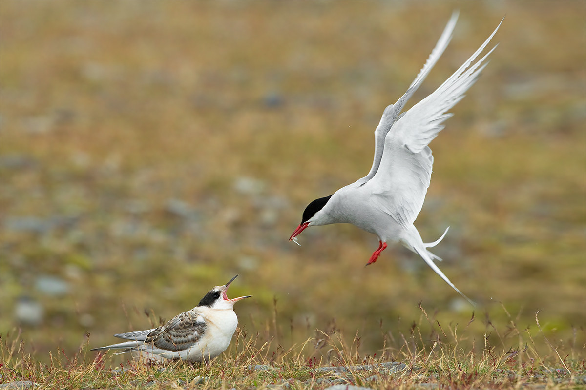 Sterna paradisaea (Arctic tern) - Iceland