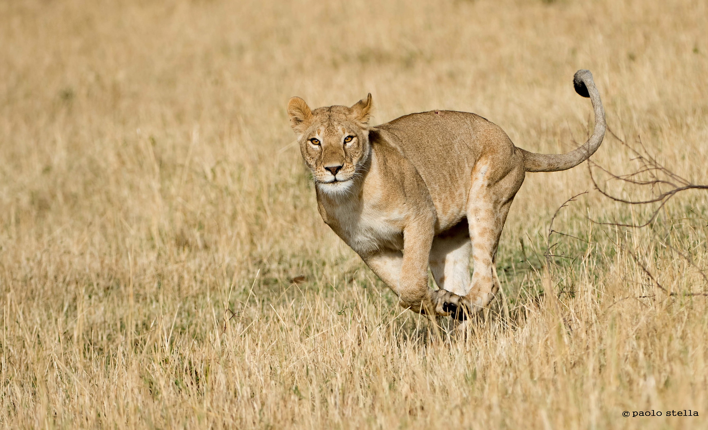 running lioness