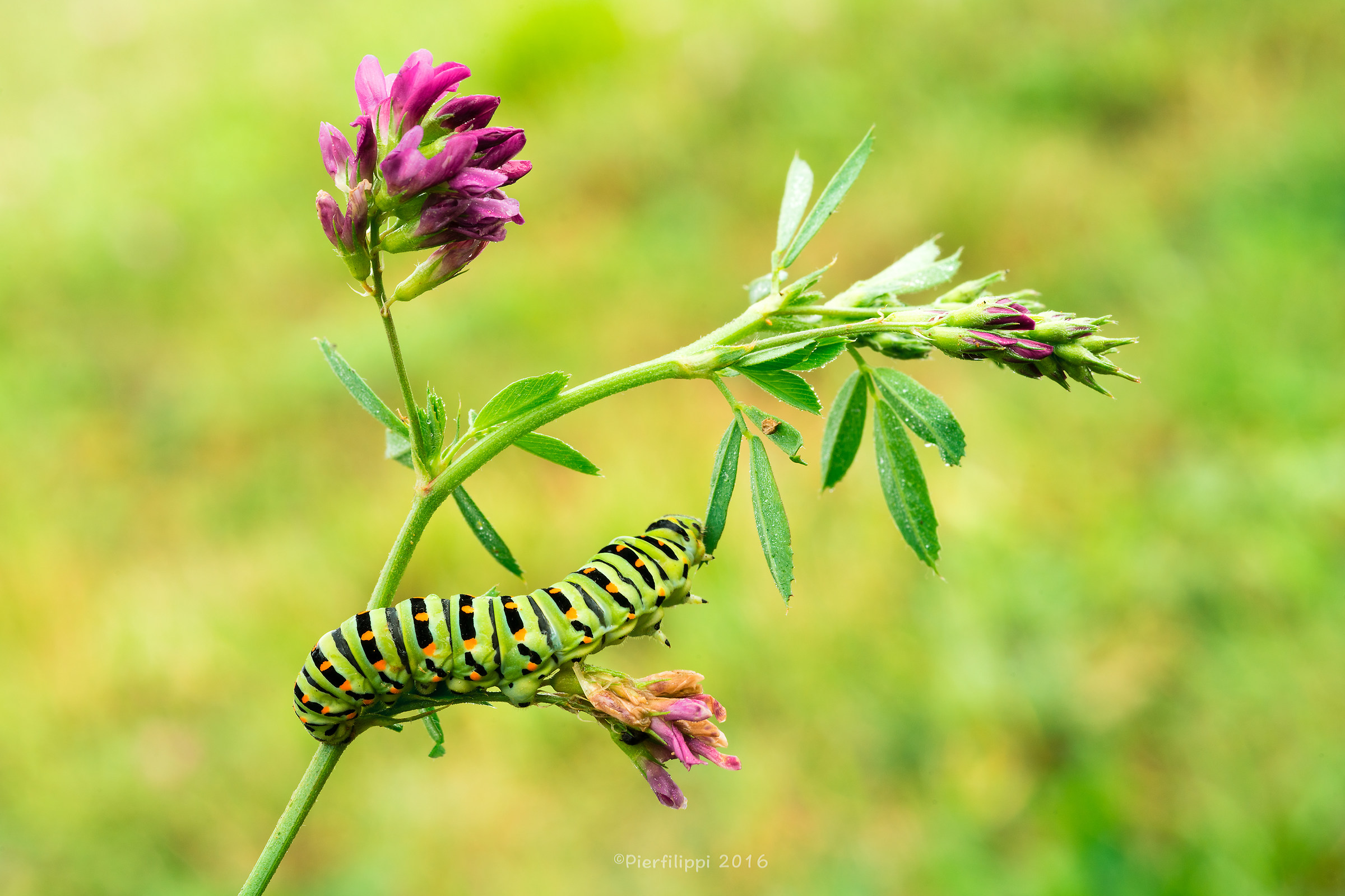 Buona l'erba medica!!!