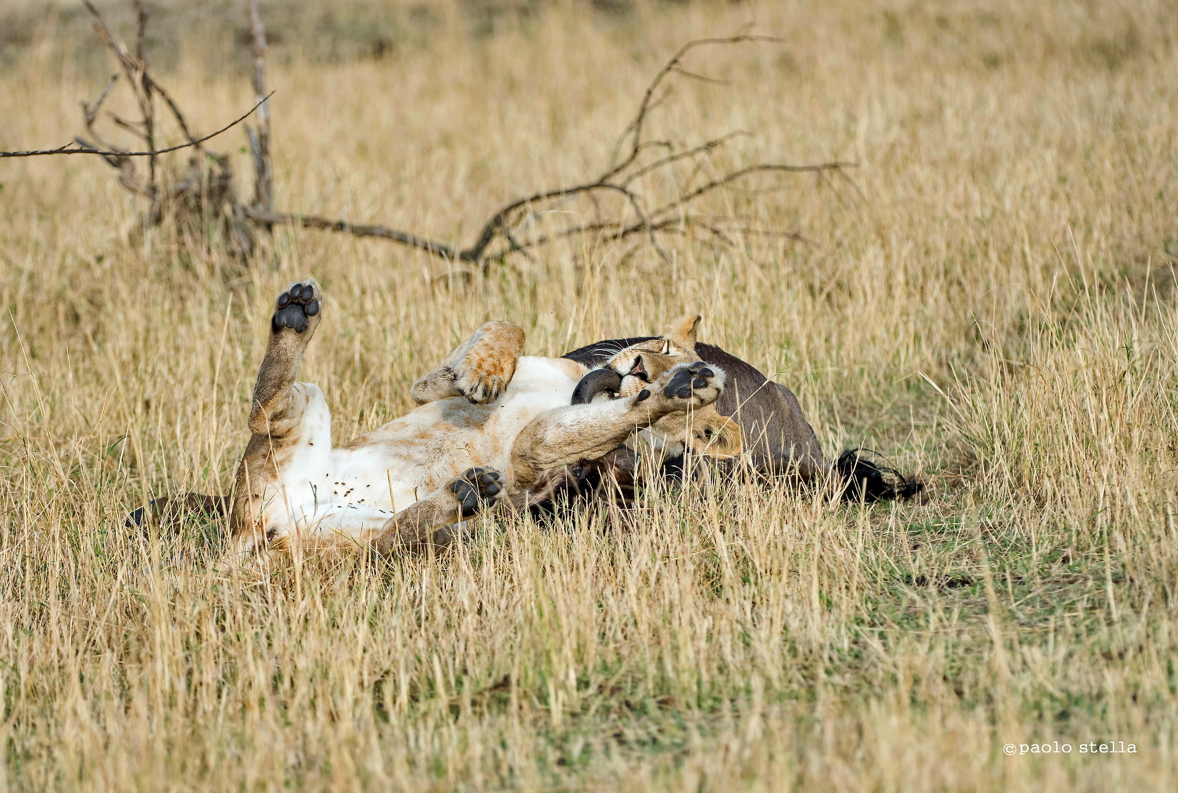 easy kill-coincidentally my trophy -2