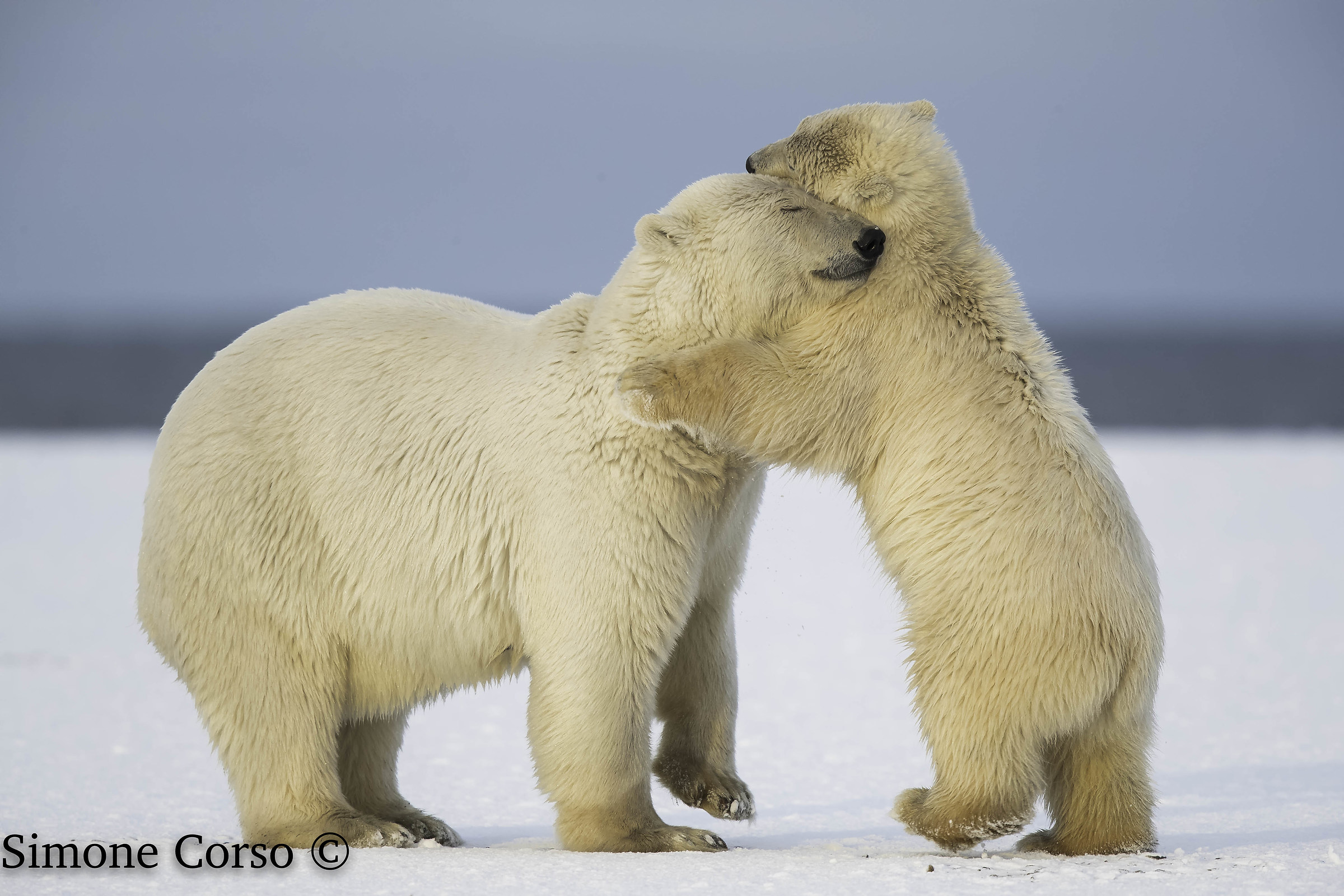 Orso Polare coccole