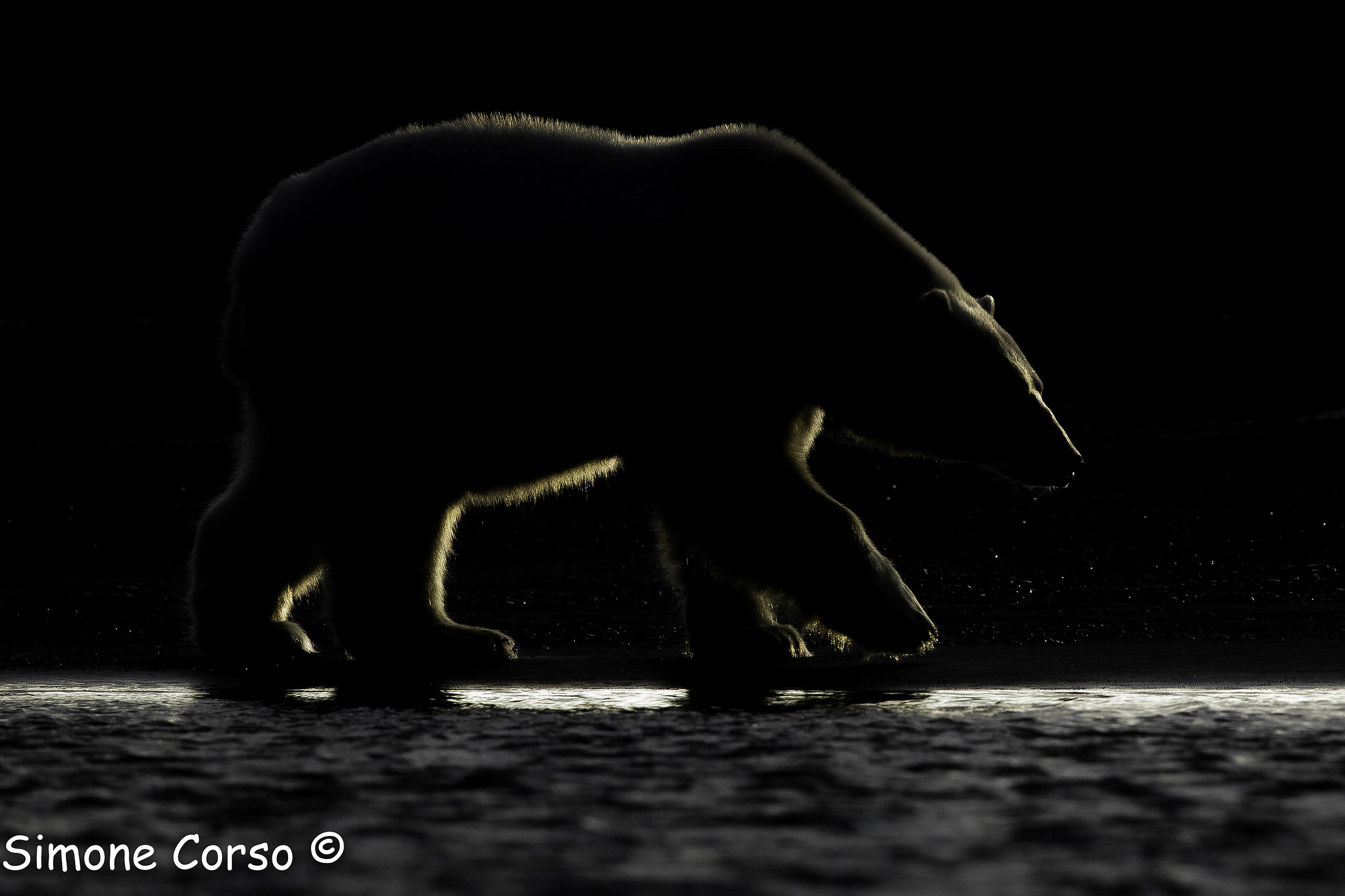 Orso Polare