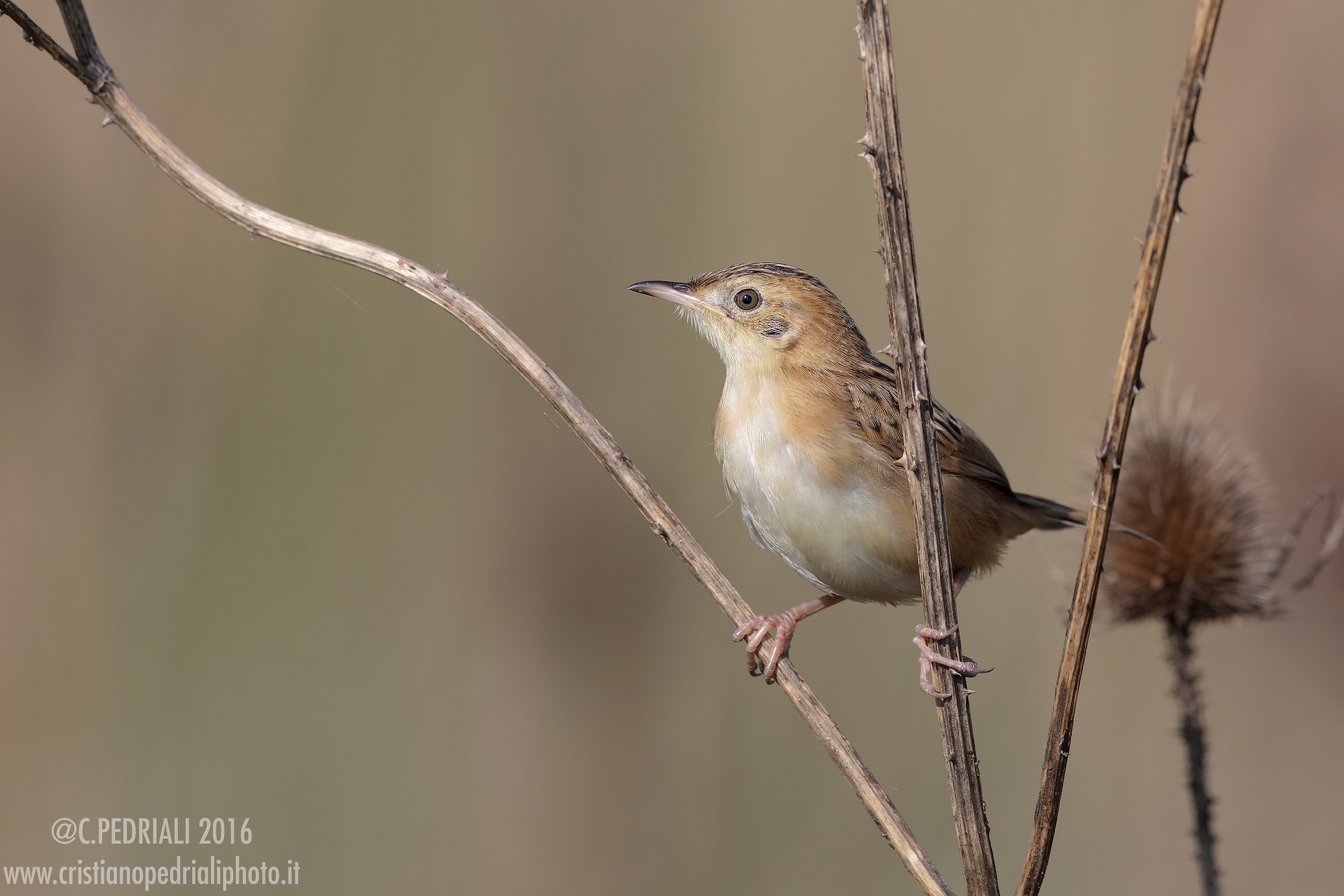 Beccamoschino in balance ..