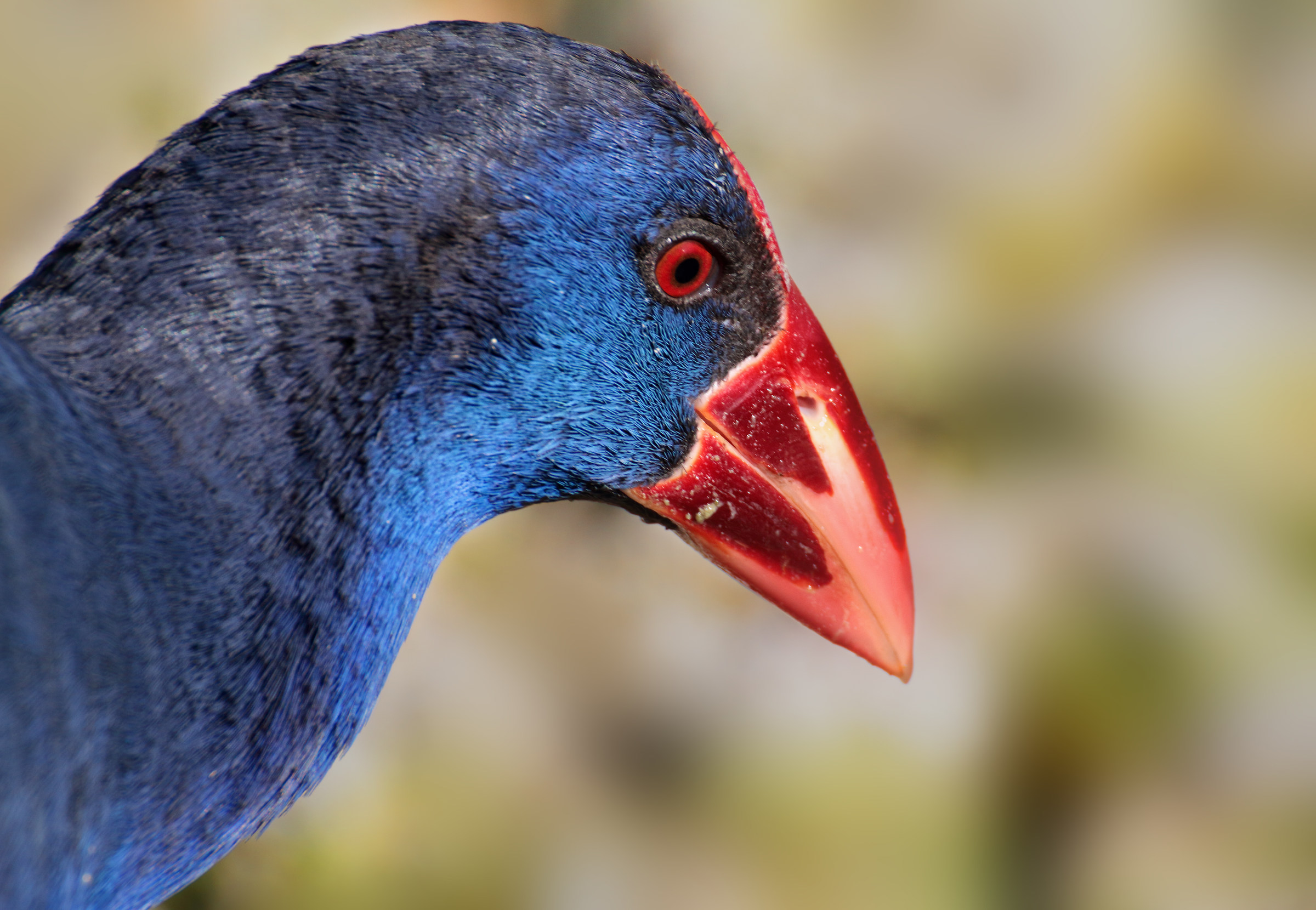 Chicken portrait Sultan