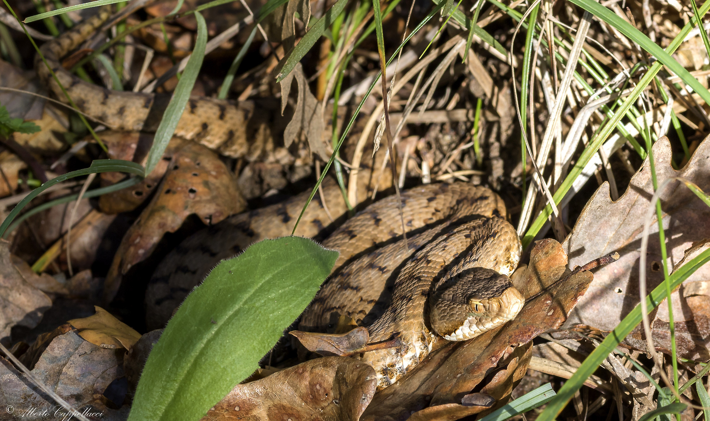 Vipera nel bosco