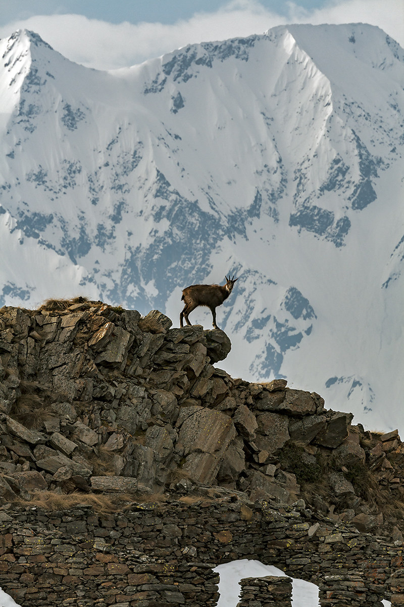 Ambiente da camoscio