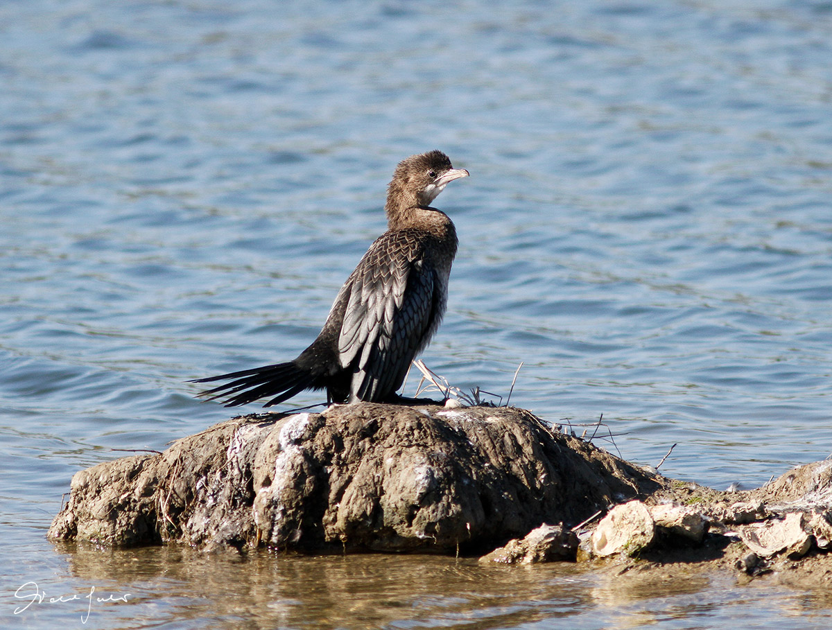 pygmy cormorant
