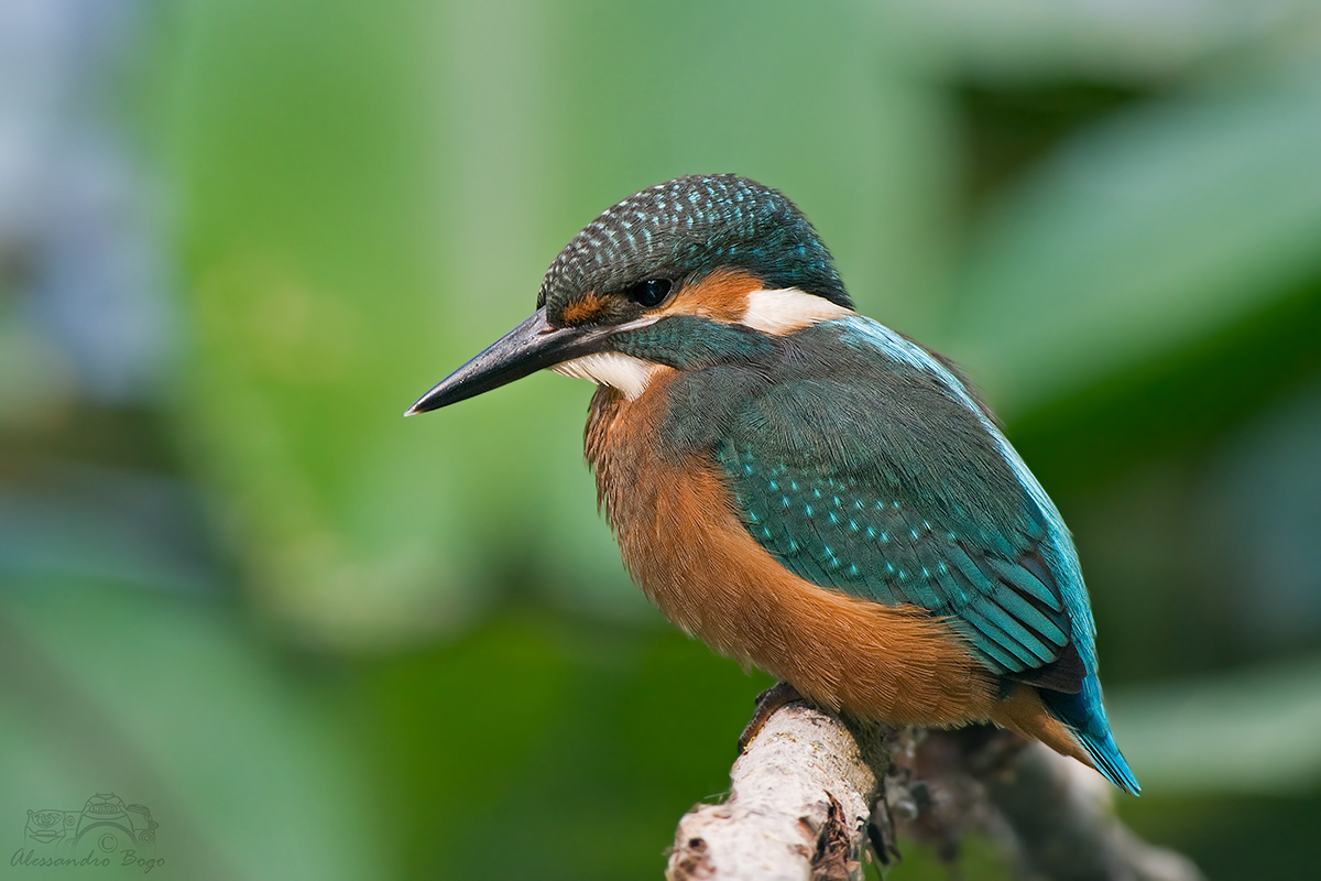 Kingfisher