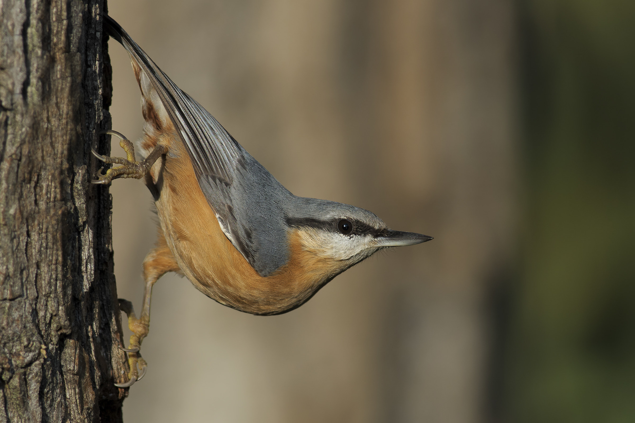 picchio muratore (Sitta europaea)