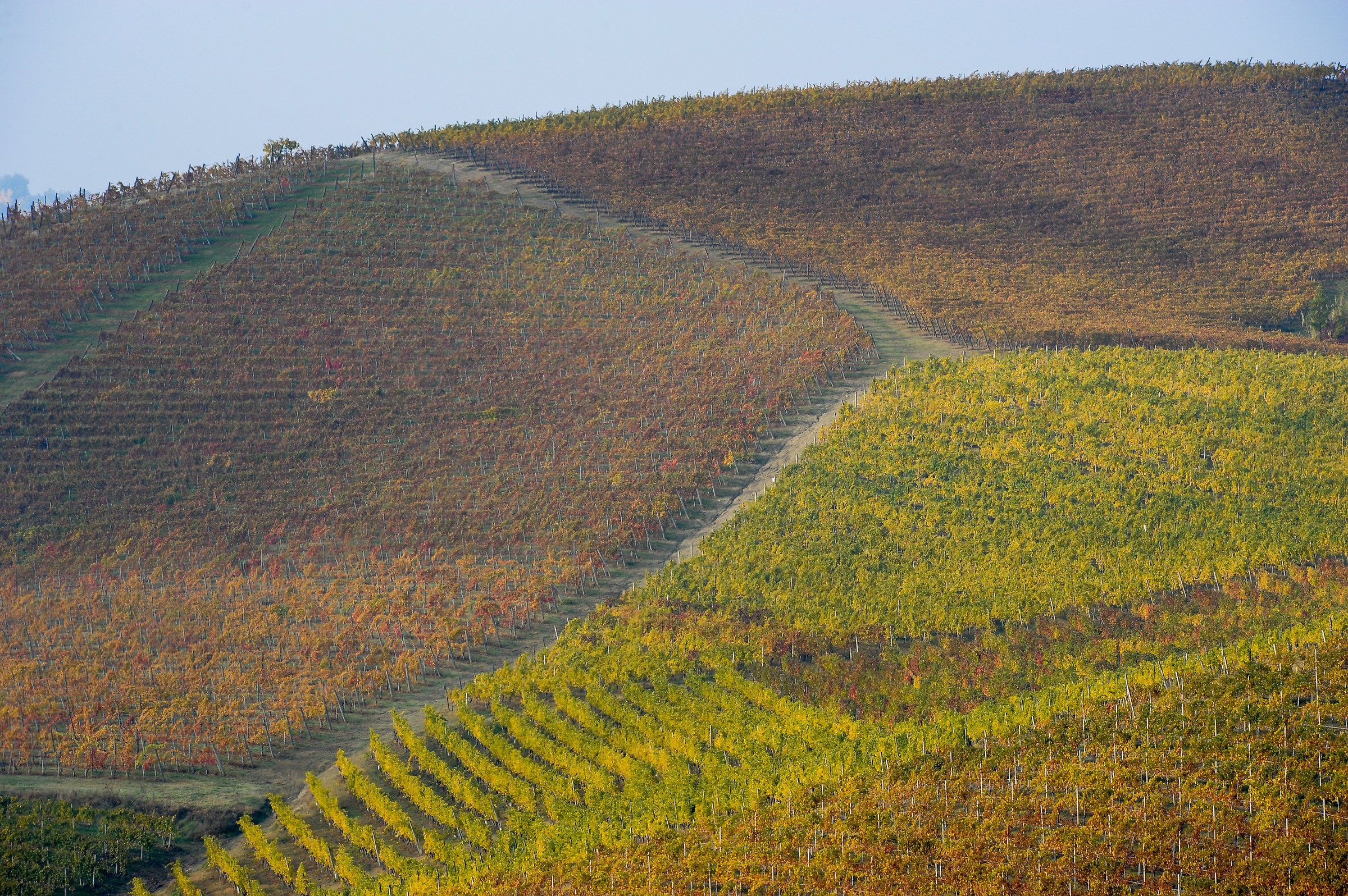 Autunno nel Monferrato