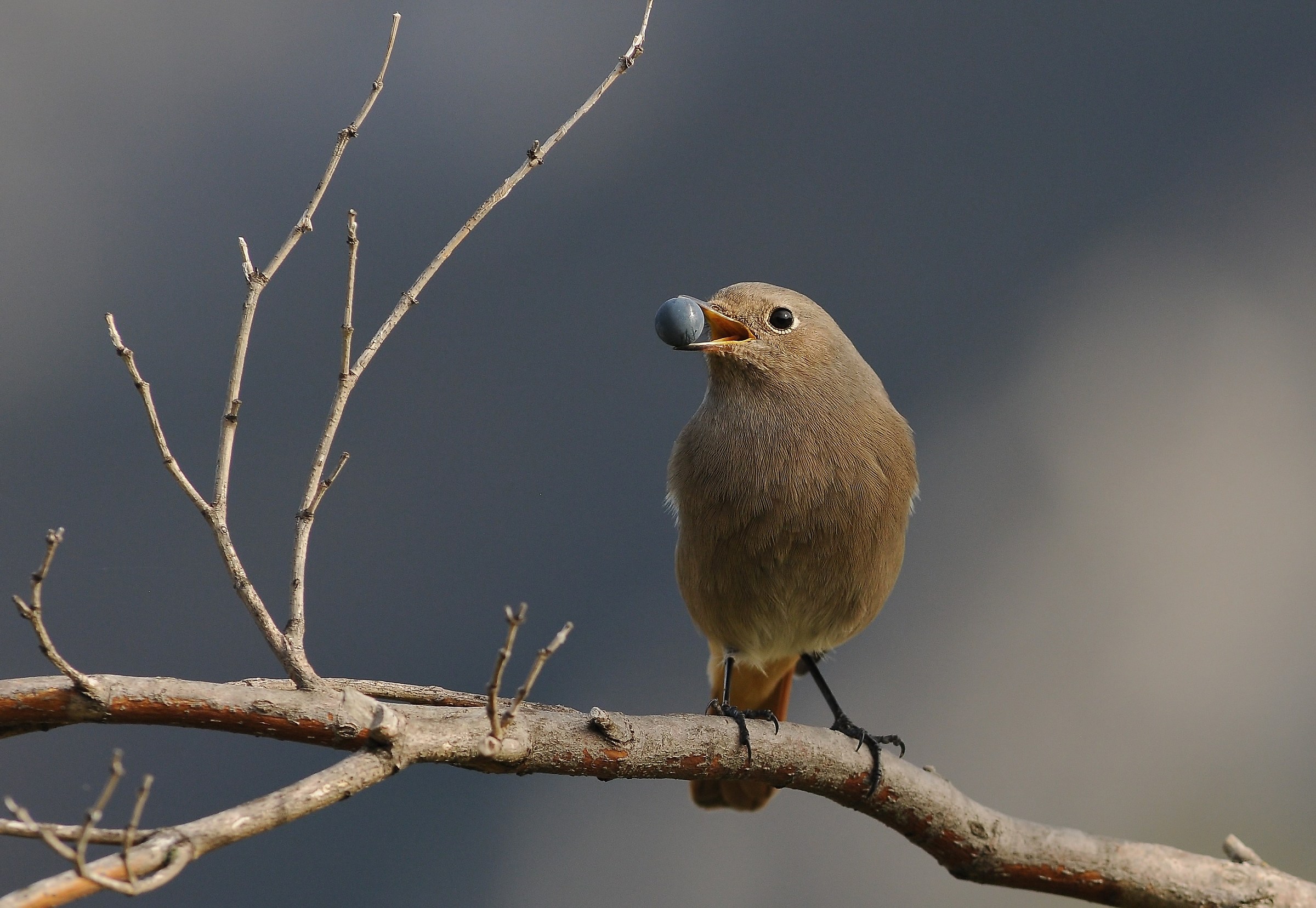 Redstart with snack