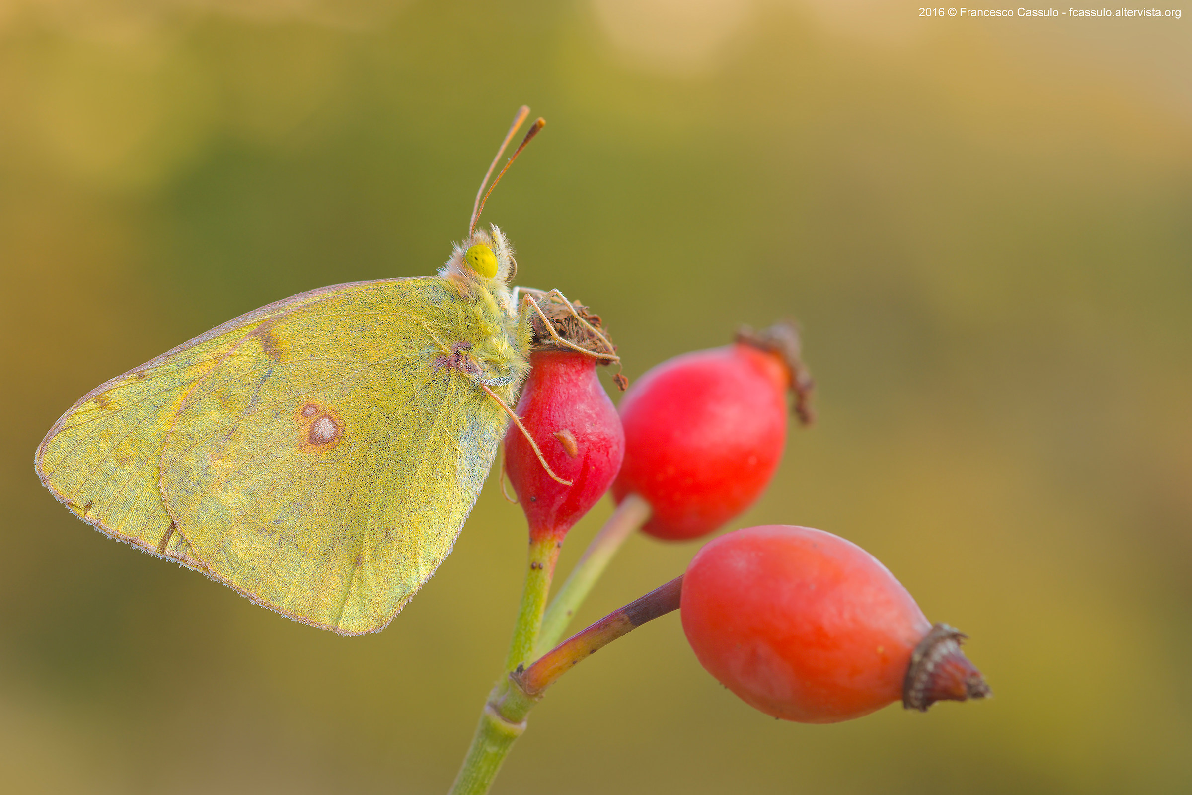 Colias alfacariensis Ribbe, 1905