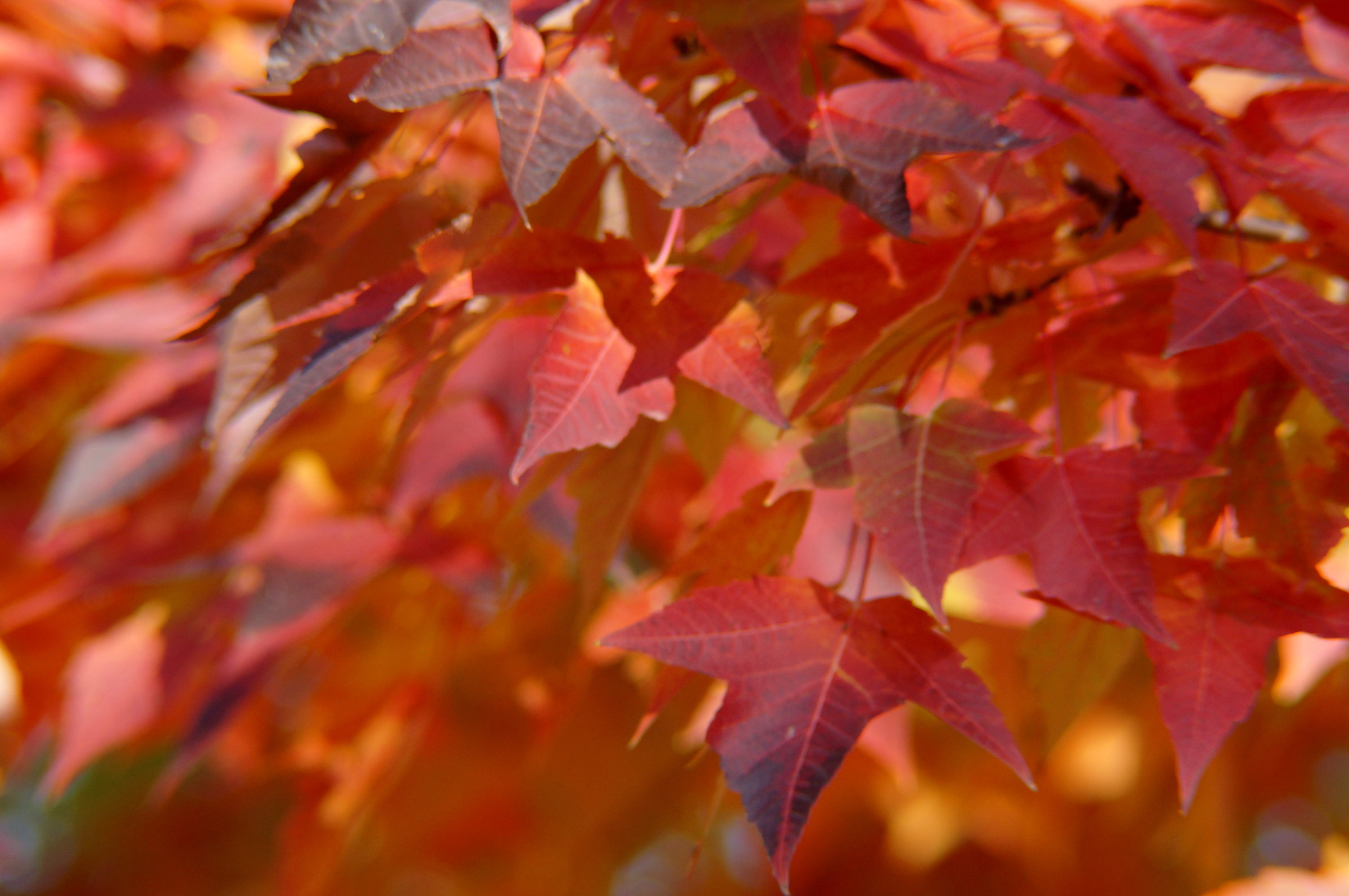 It is like autumn leaves on the trees