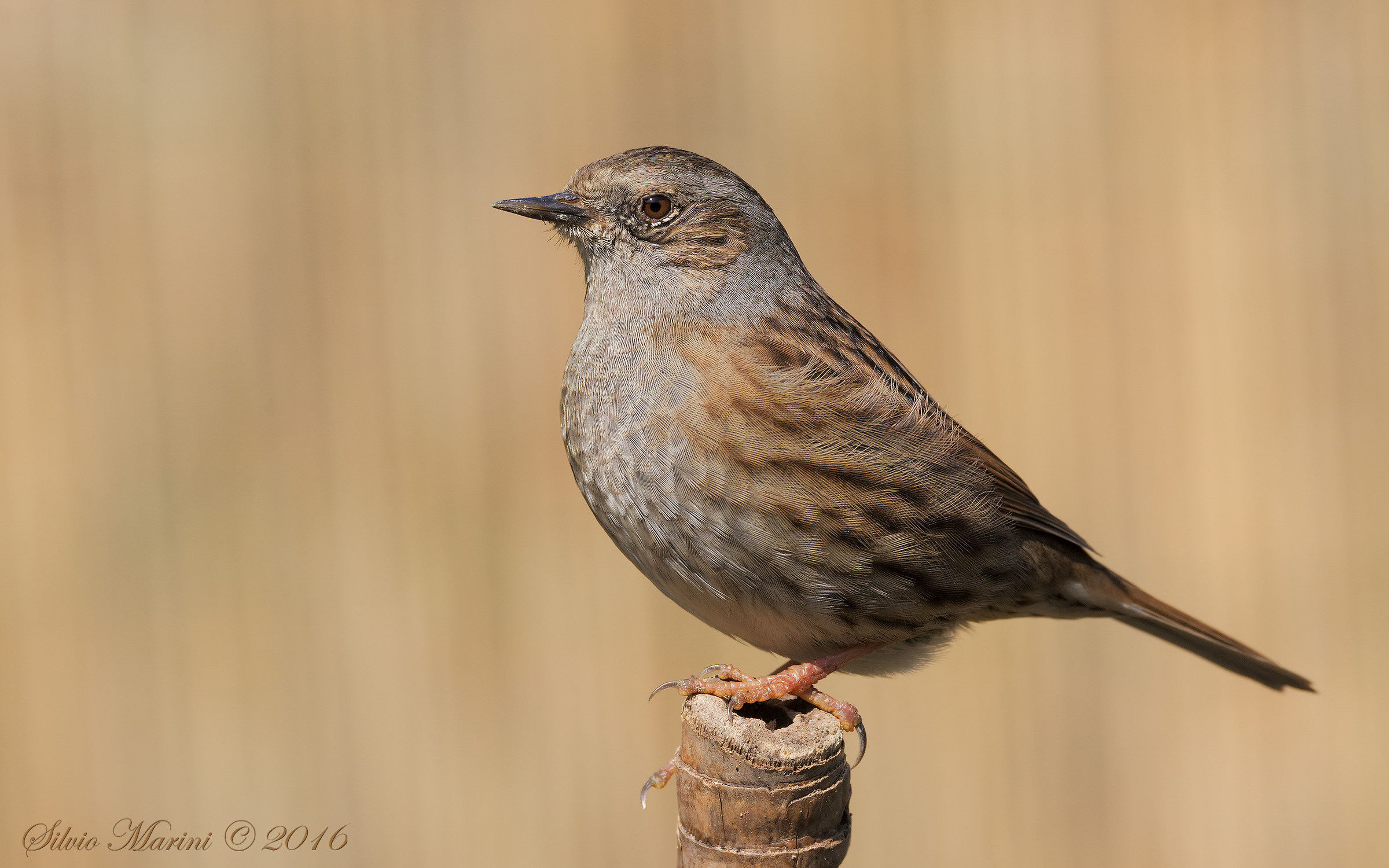 Passera scopaiola (Prunella modularis)