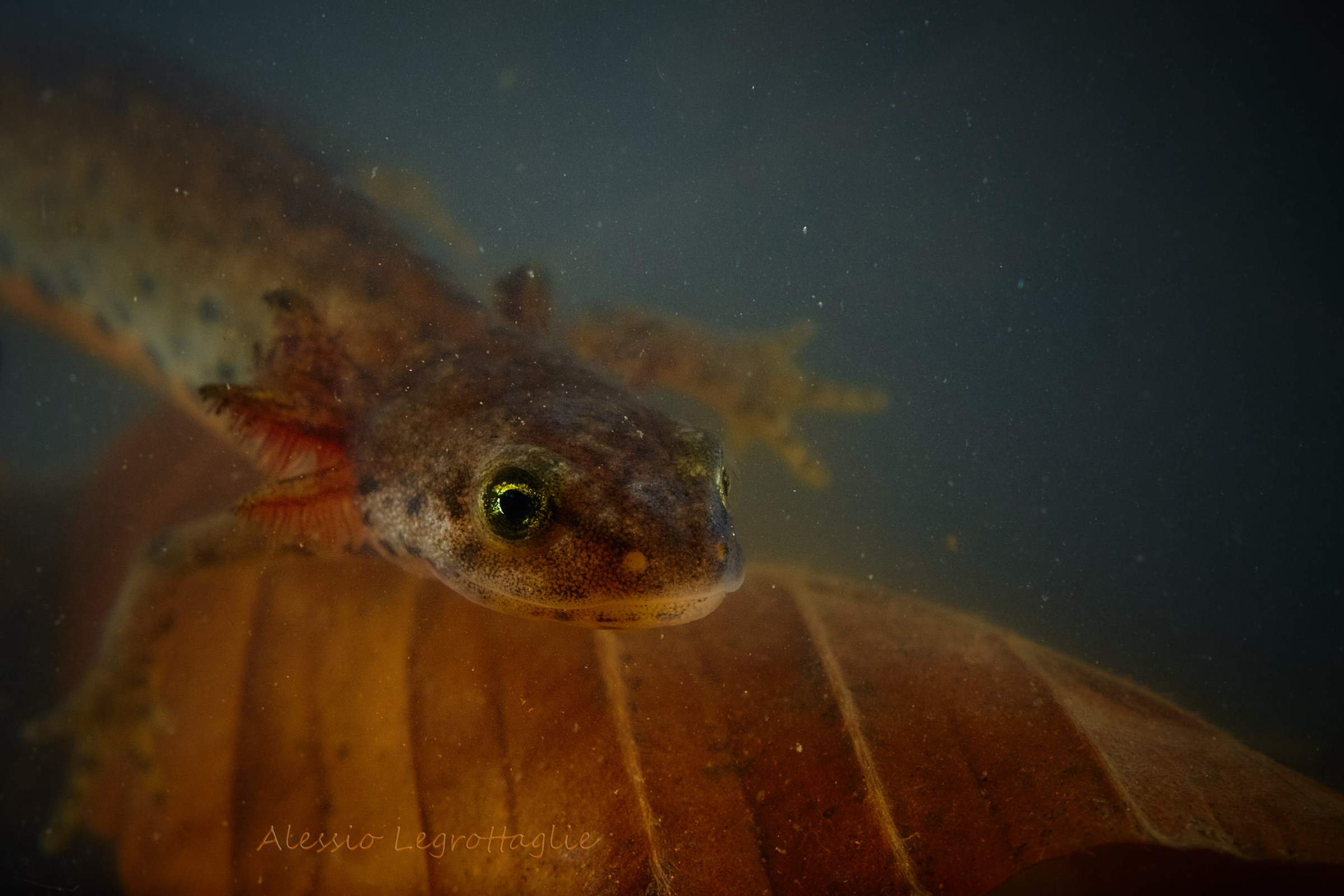Unbel sorrisoo .... (Triton Italian - Beigua Park)