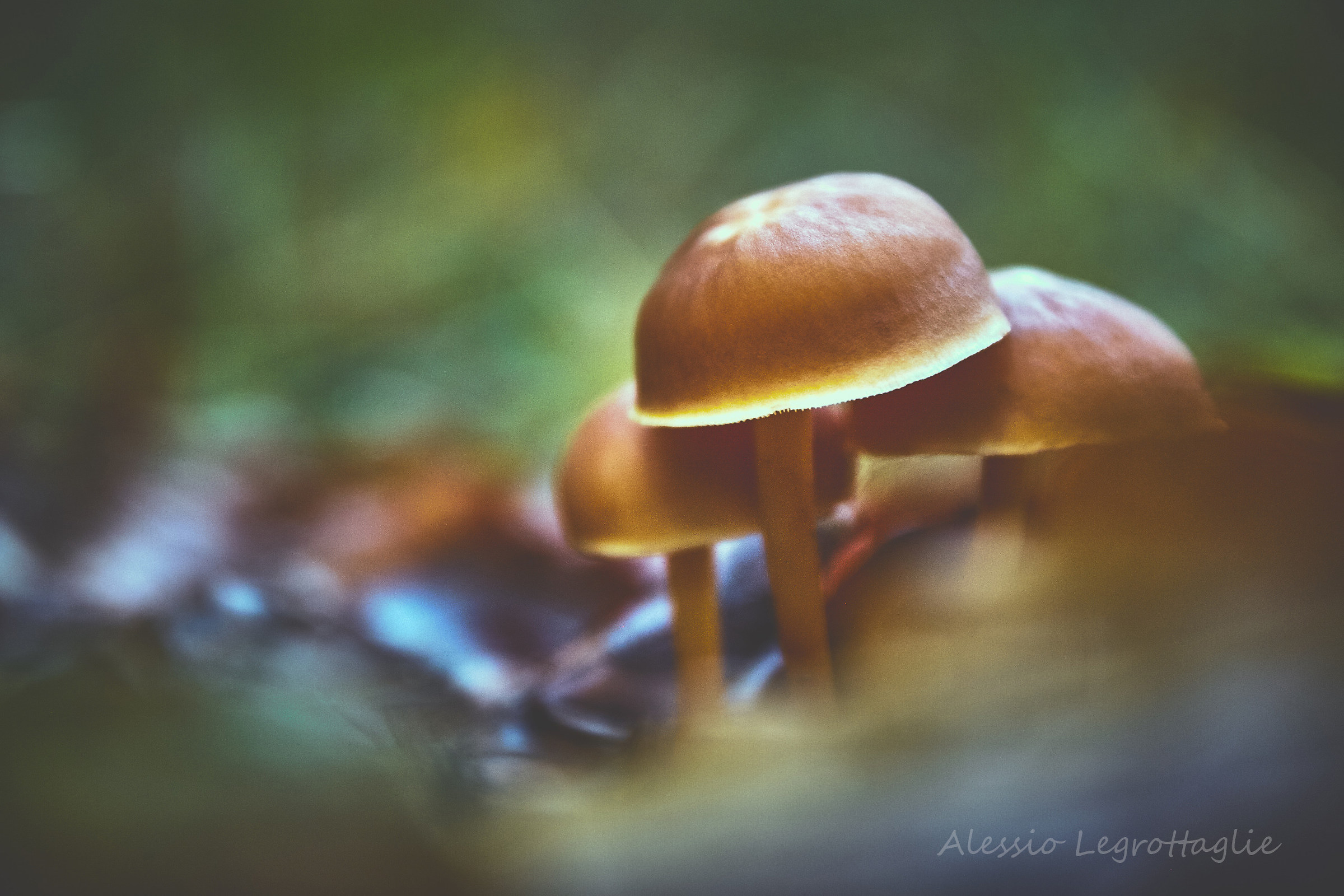 Dreaming of Autumn (Beigua Park)