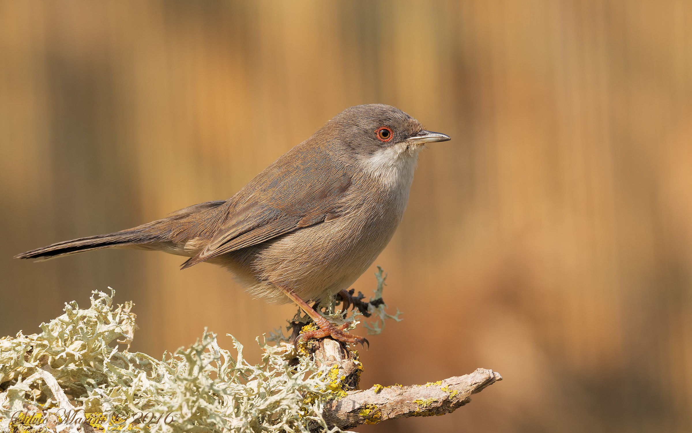 Occhiocotto (Sylvia melanocephala)