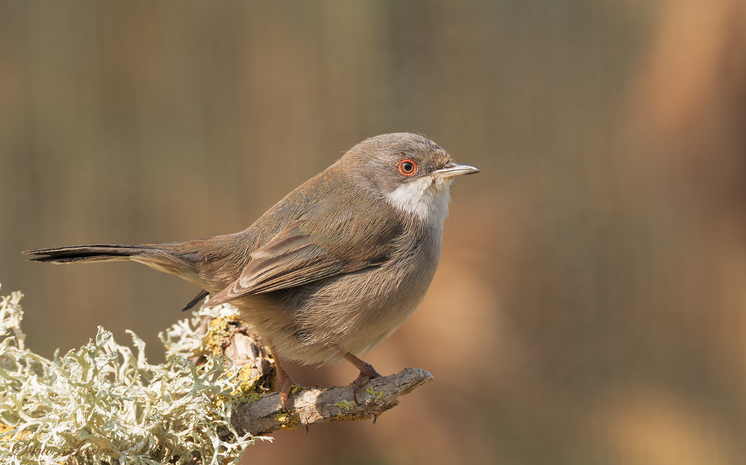 Occhiocotto (Sylvia melanocephala)