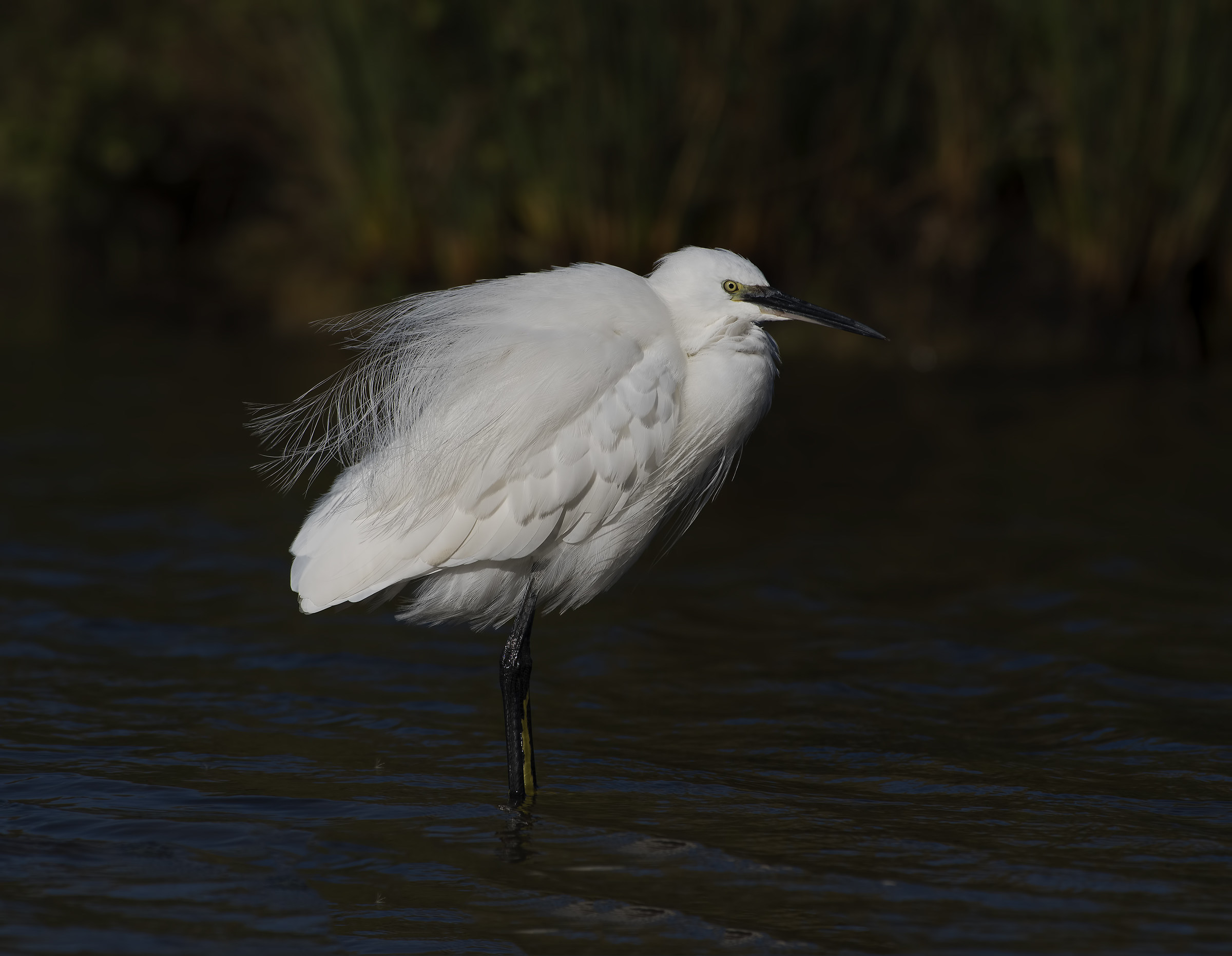 Welcome back 300 2.8!