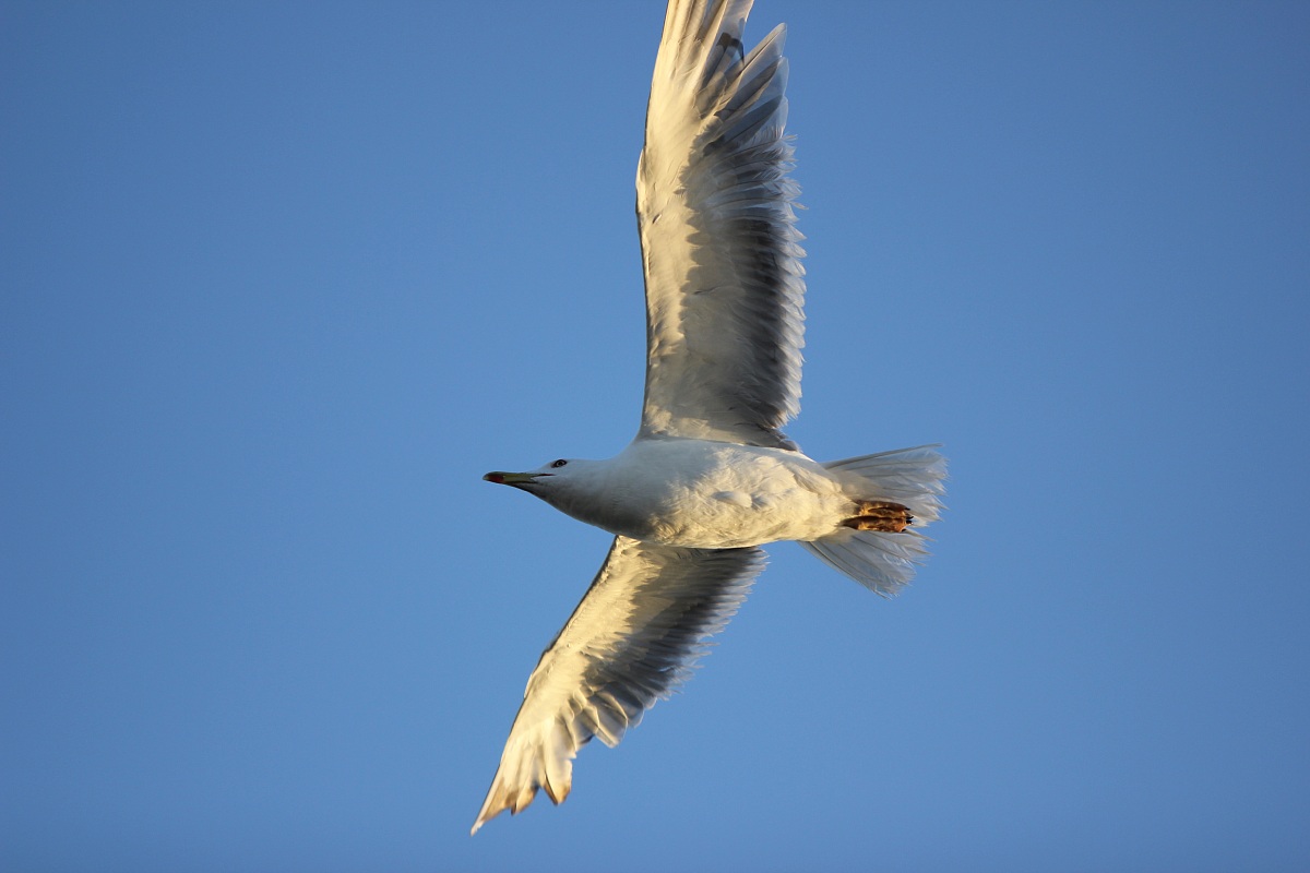 seagull in flight
