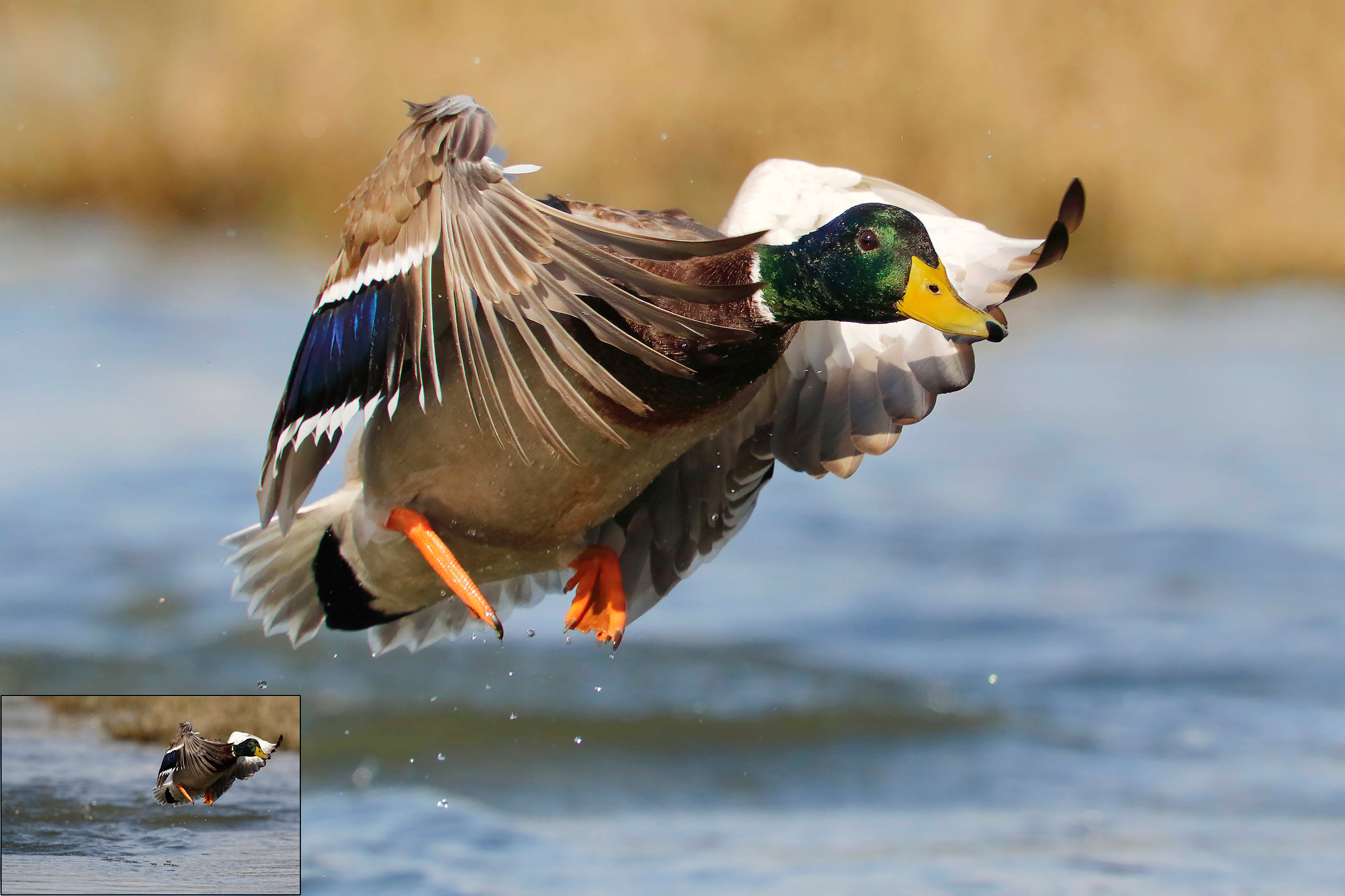 Germano with fake background.