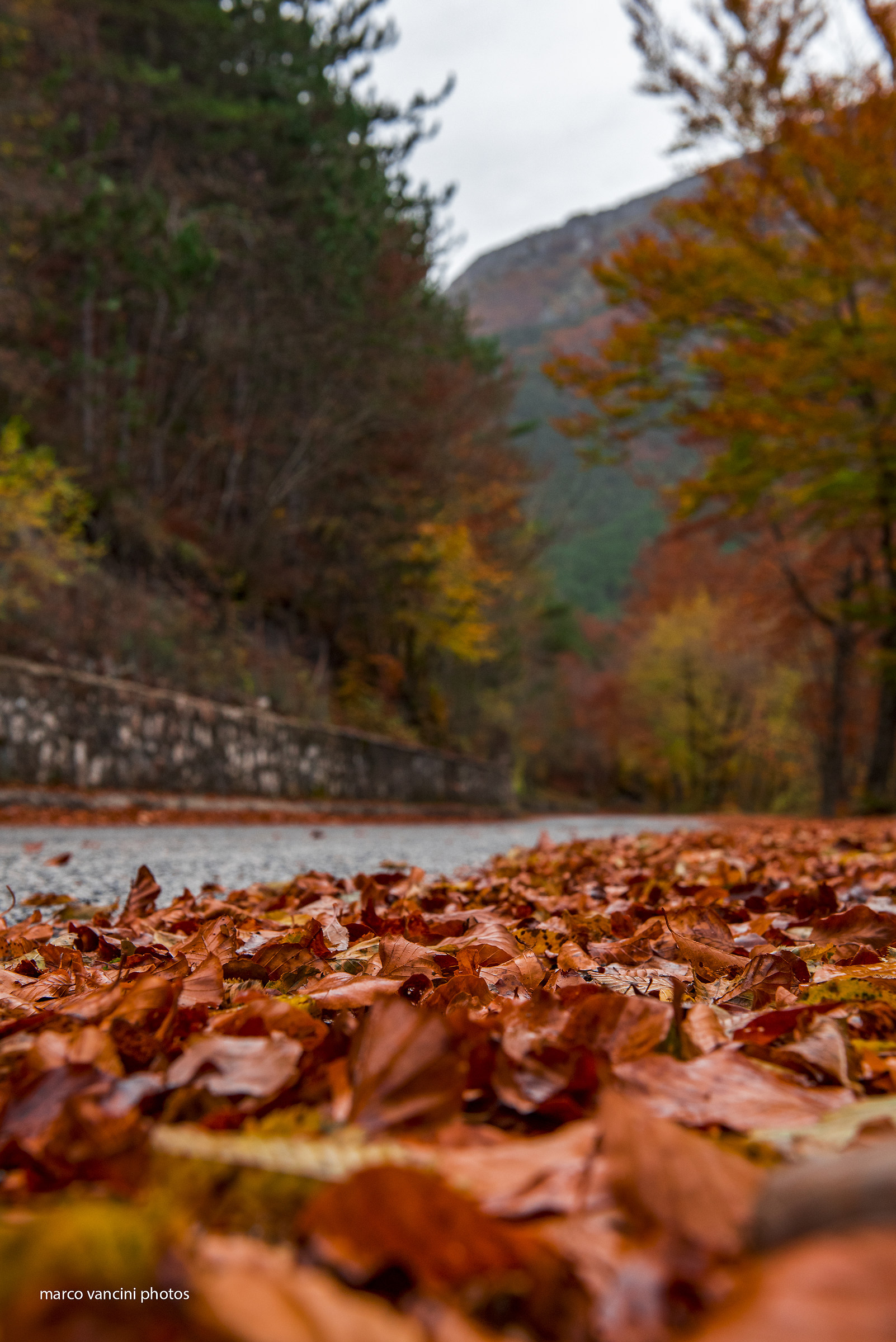 i colori dell'autunno