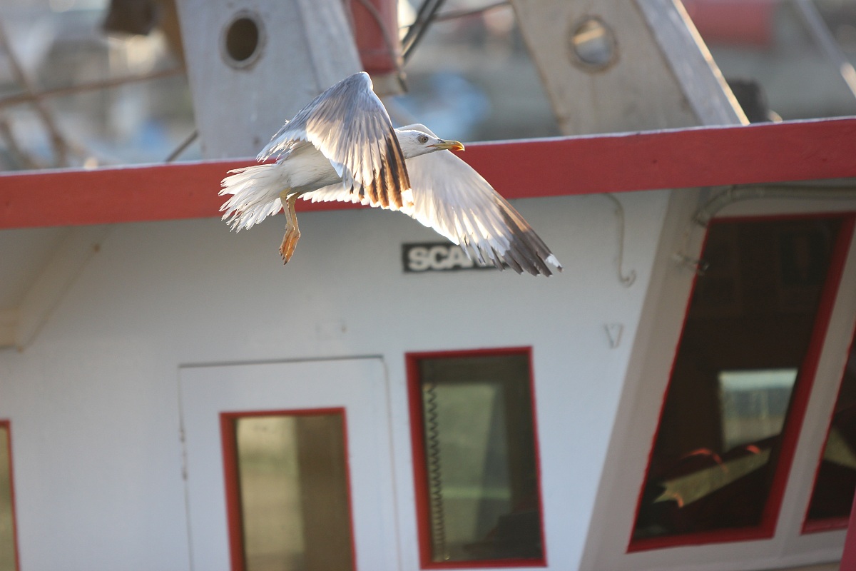 seagull in flight