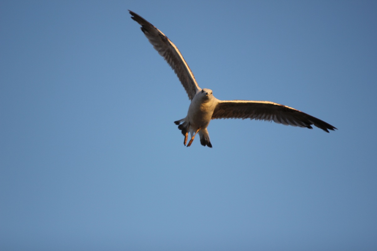 seagull in flight