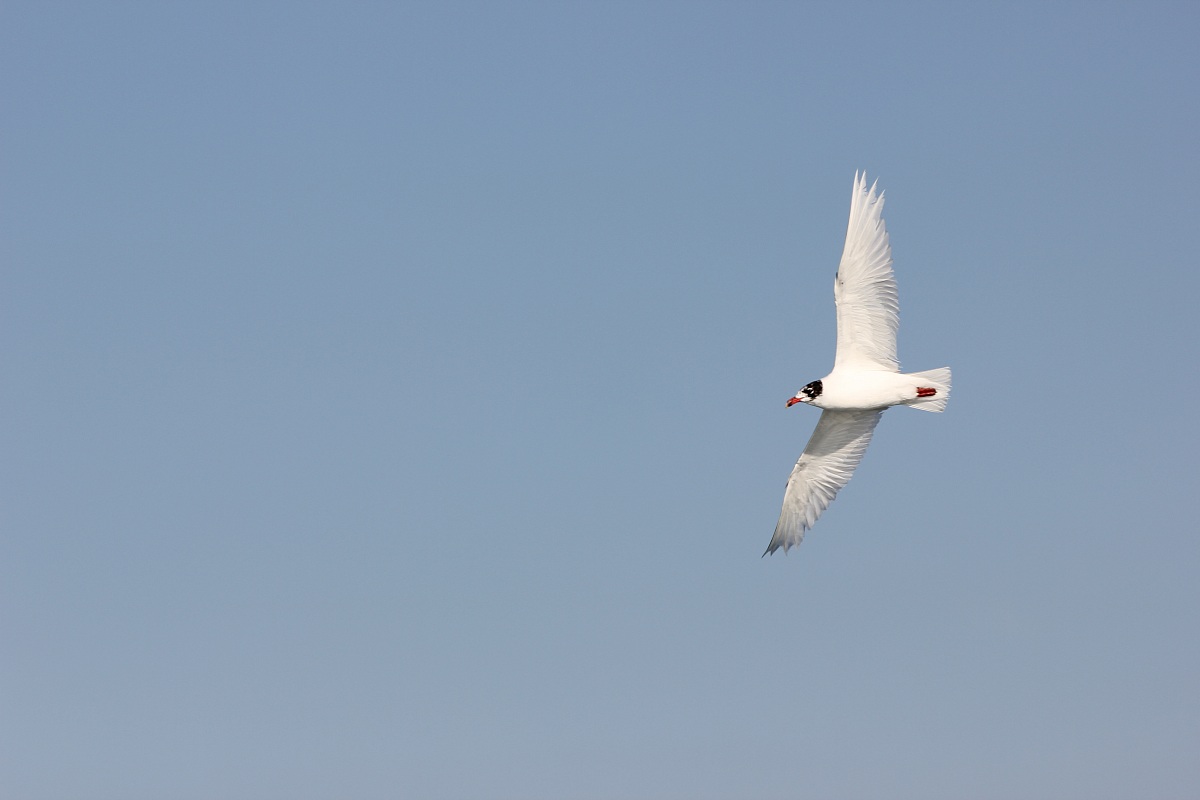 seagull in flight