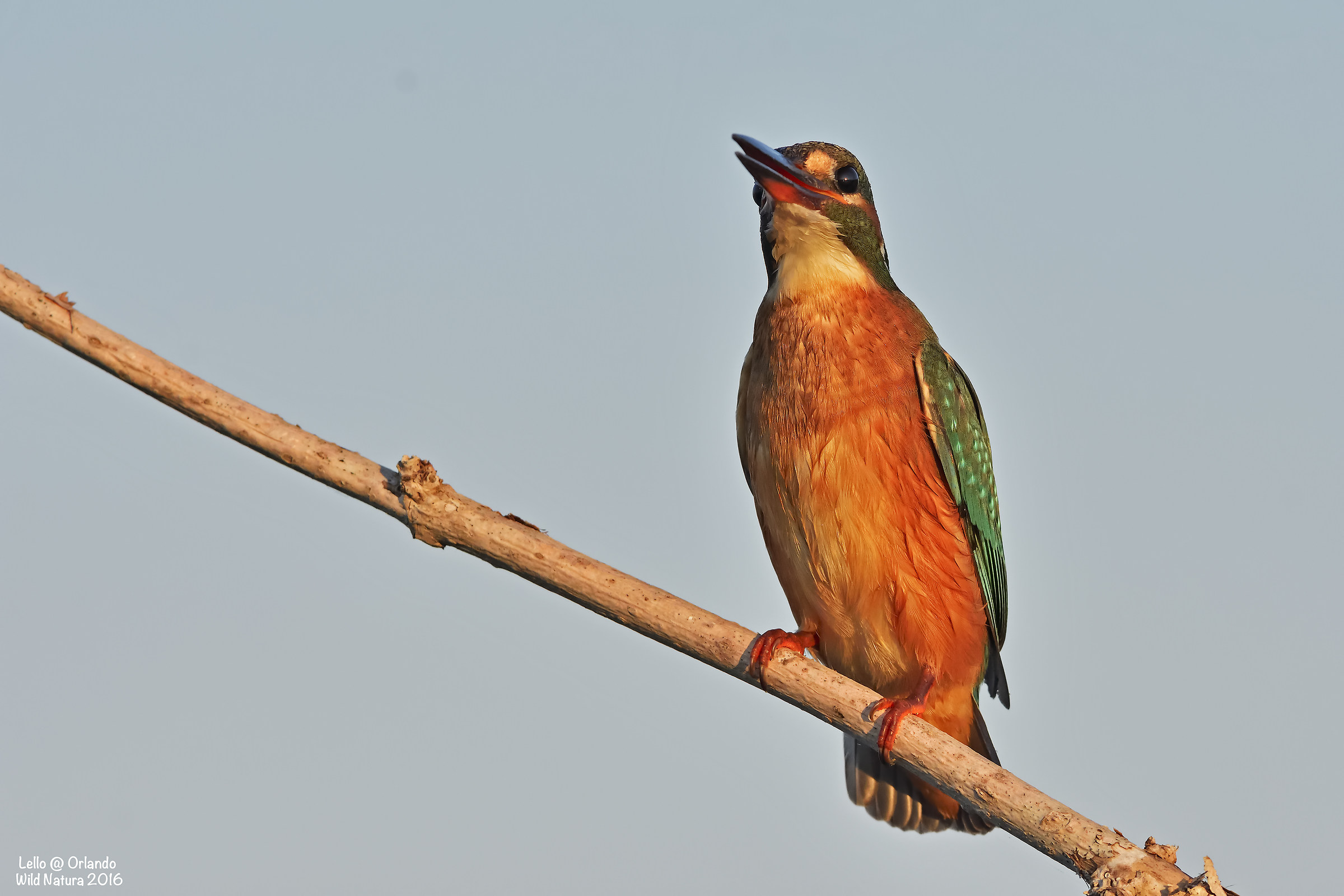 Kingfisher! The Prime Lights