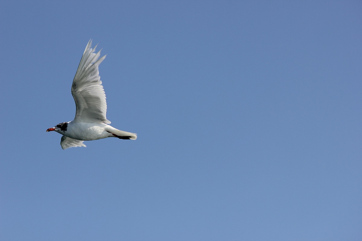 seagull in flight