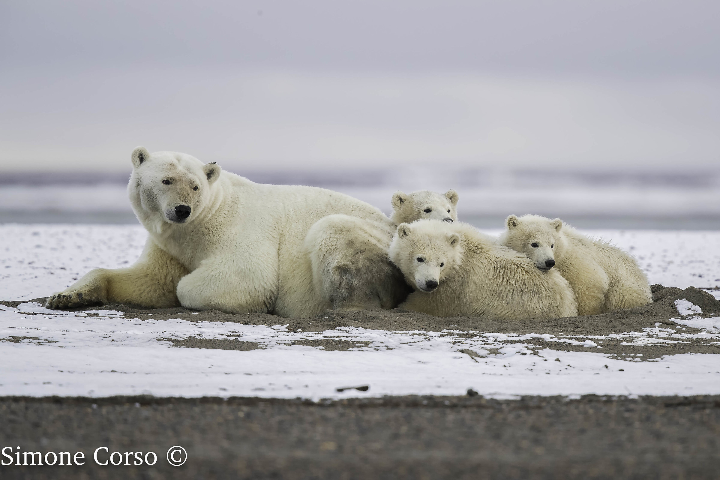 Orso Polare - Mamma e cuccioli
