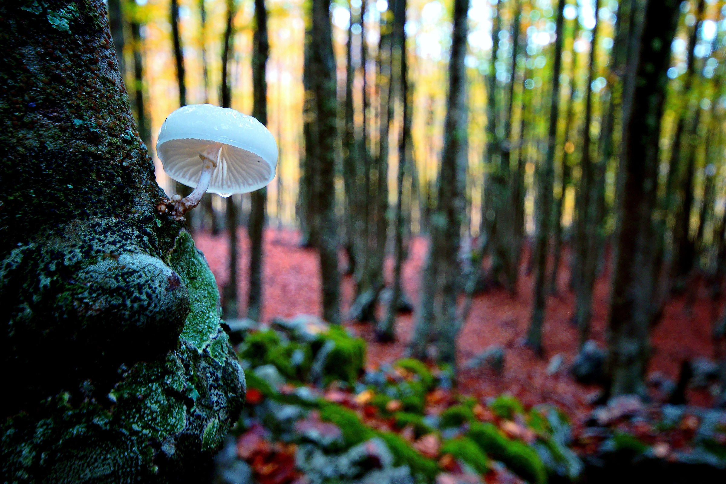 The solitude of the woods ...