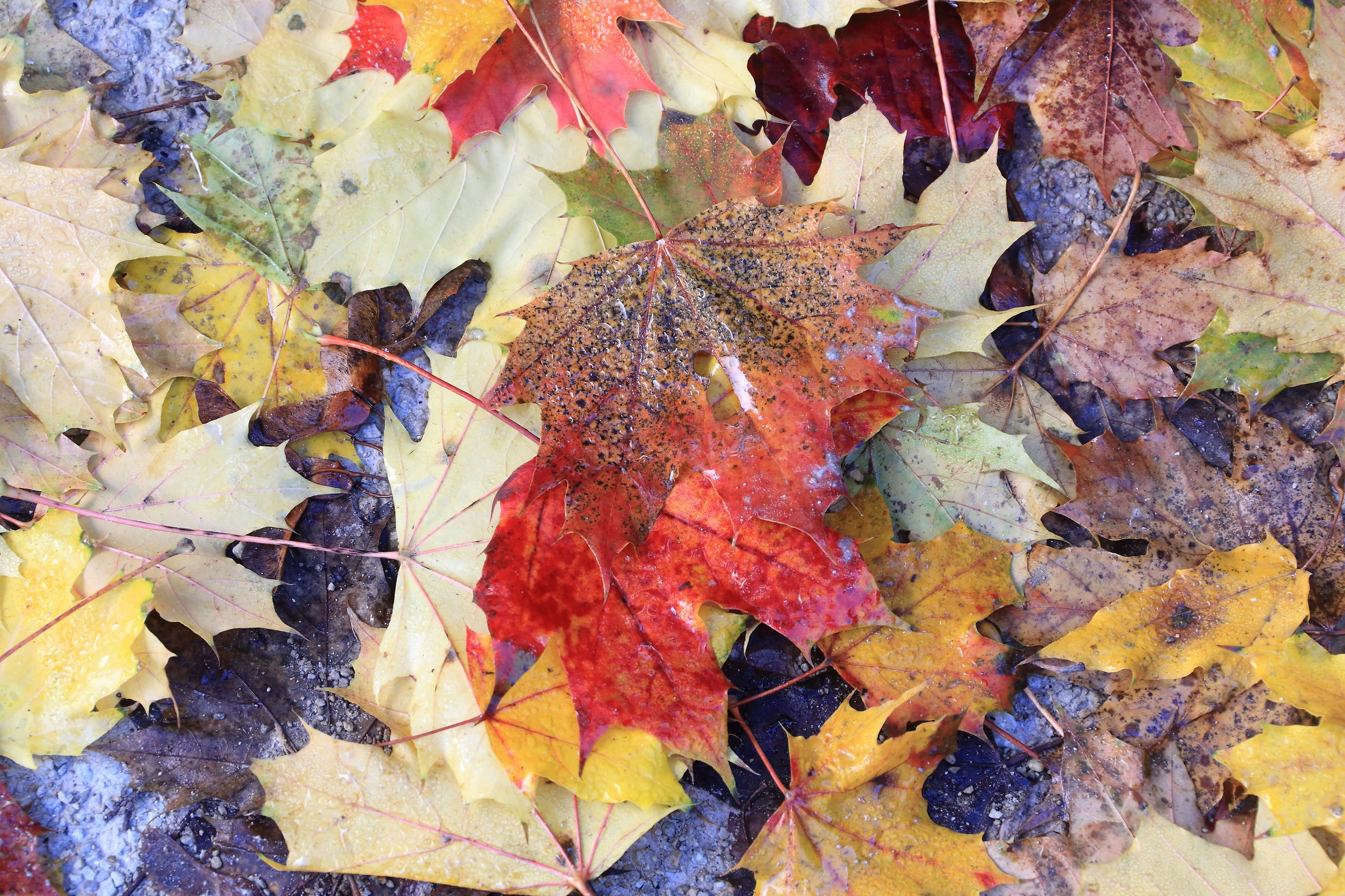 The leaves in the fall!