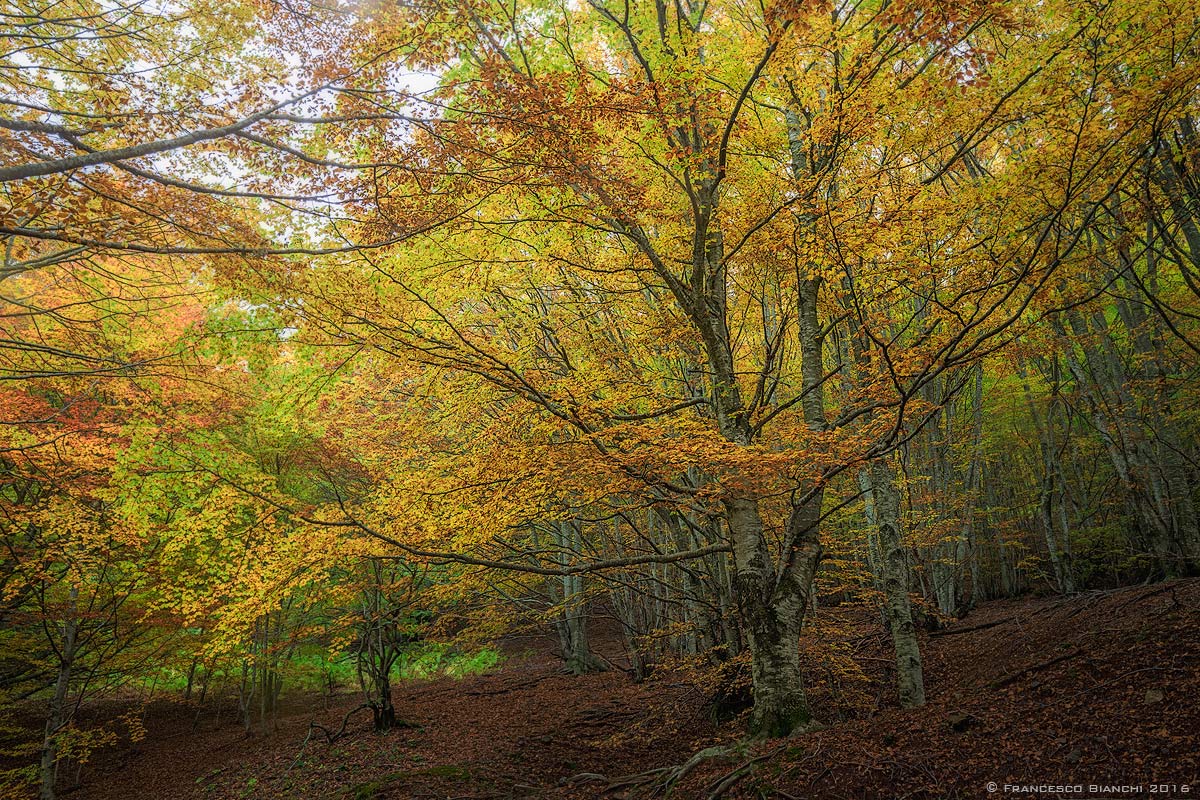 An explosion of color