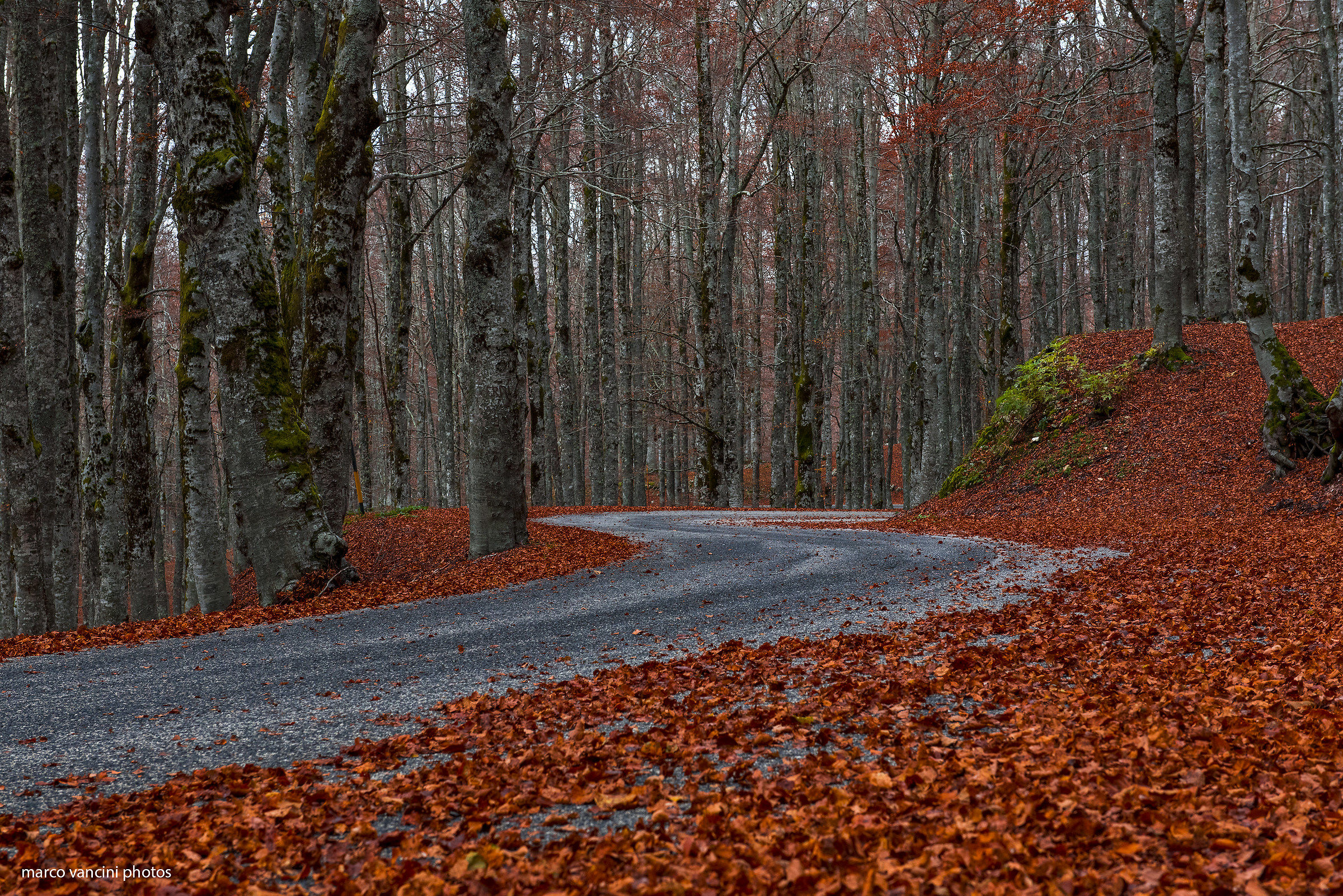 l'autunno lungo la strada