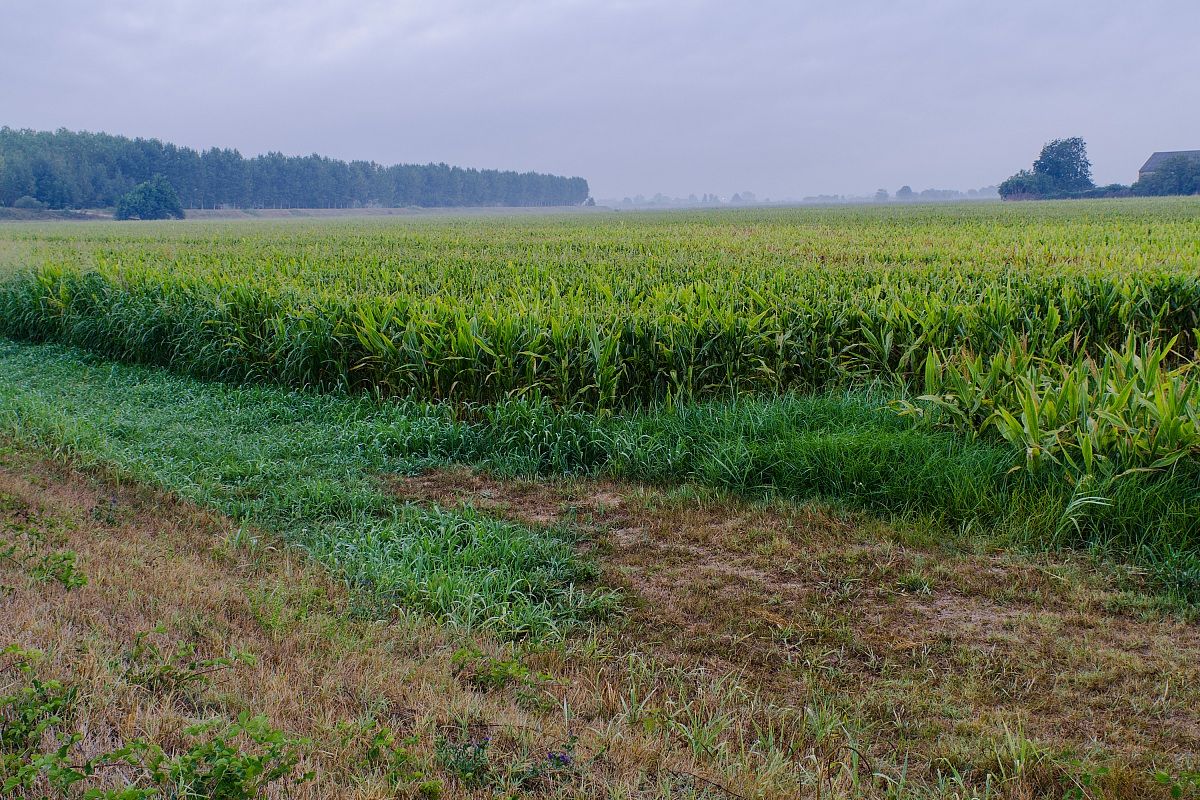 andiamo a mietere il grano